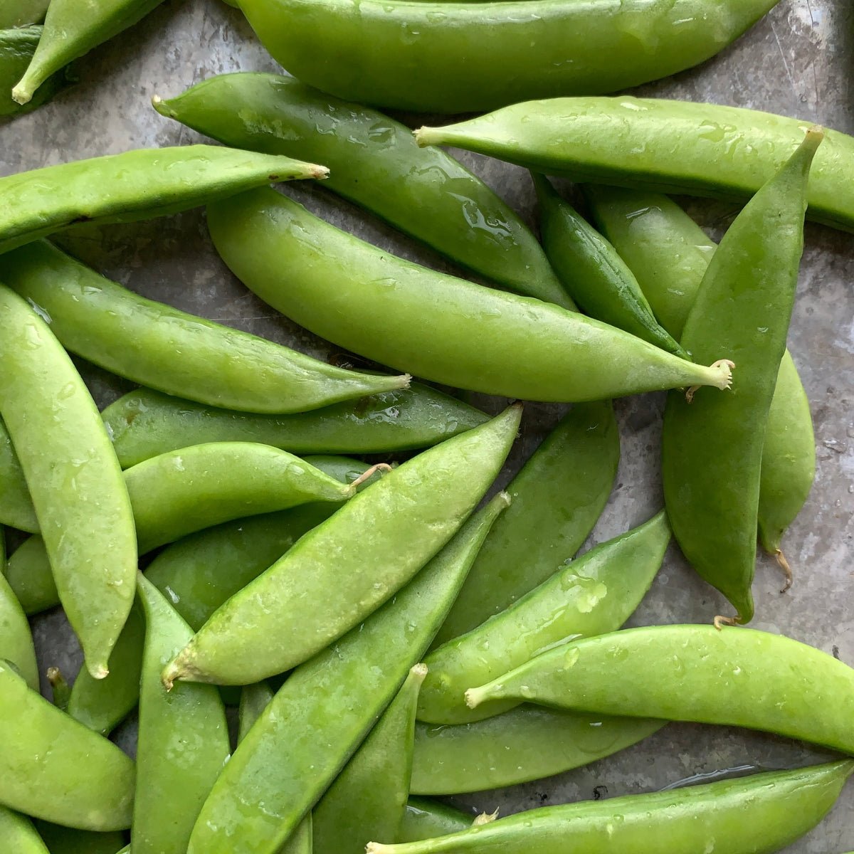 Pea Snap Sugar Bon Seeds (Pisum sativum) - Oldboy&