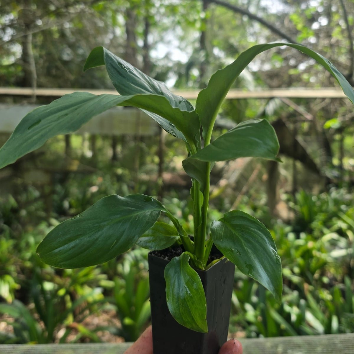 Peace Lily | Spathiphyllum Sensation | Wallisii - Oldboy&