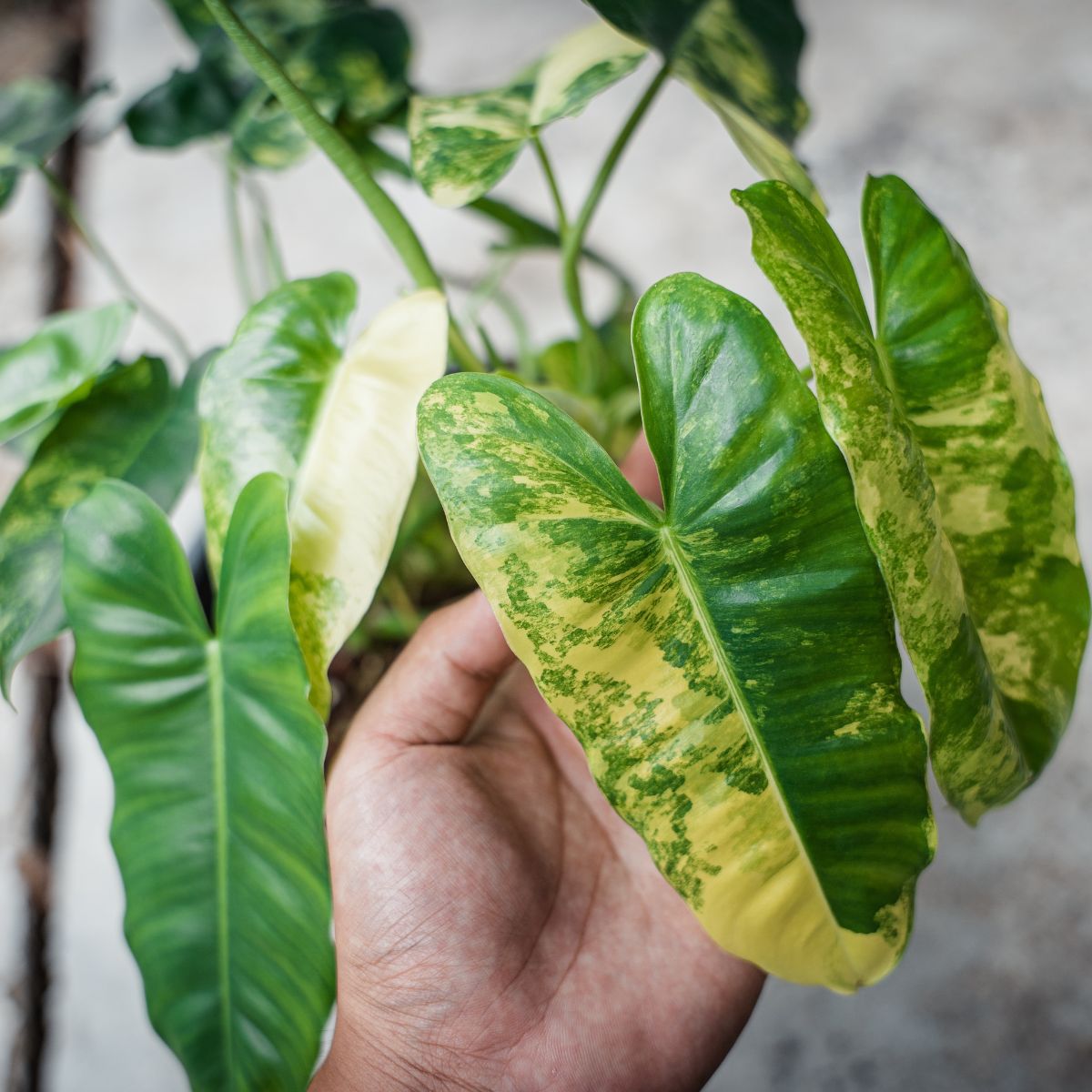 Philodendron burle-marxii 'Variegata' – Rare Indoor Plant