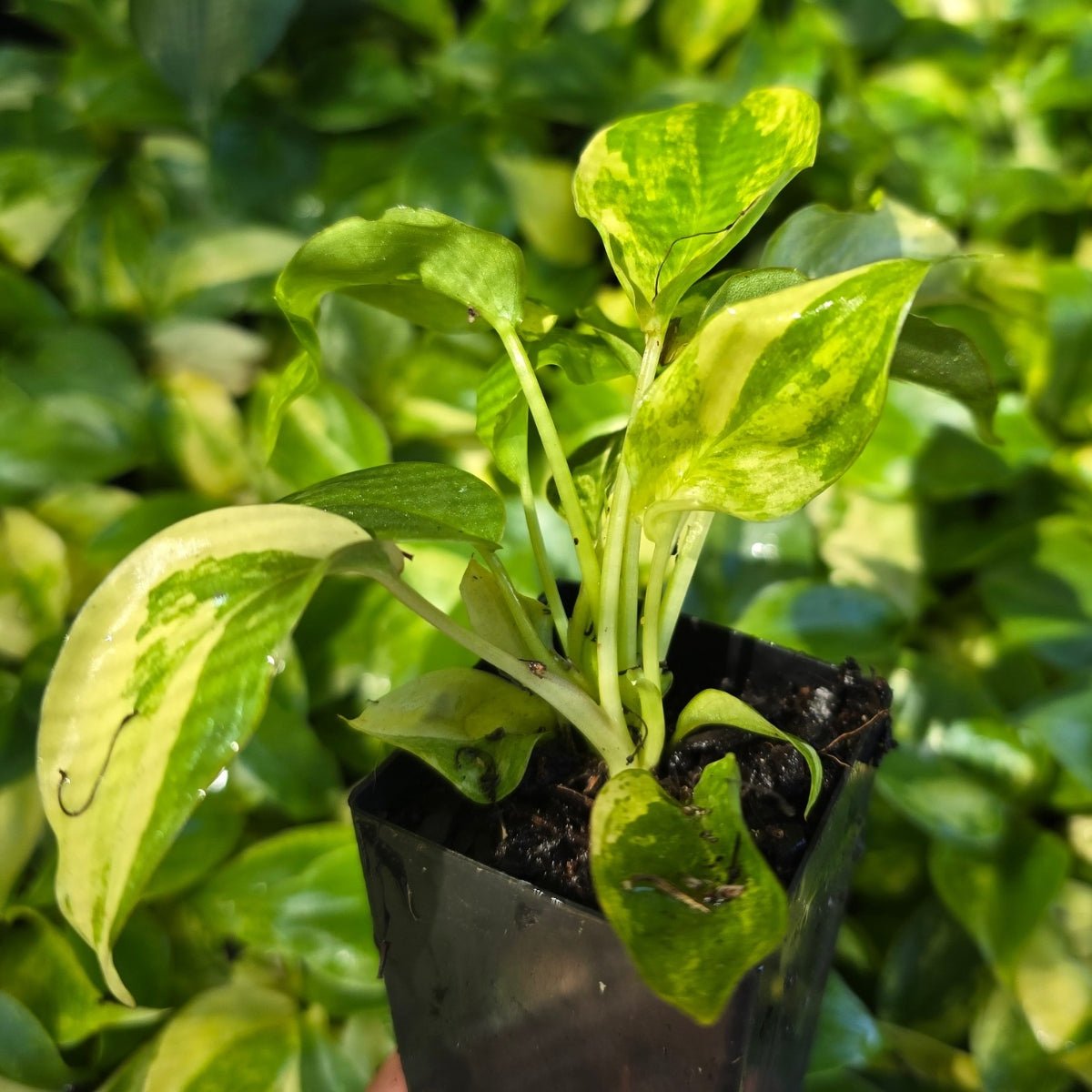 Philodendron burle - marxii &