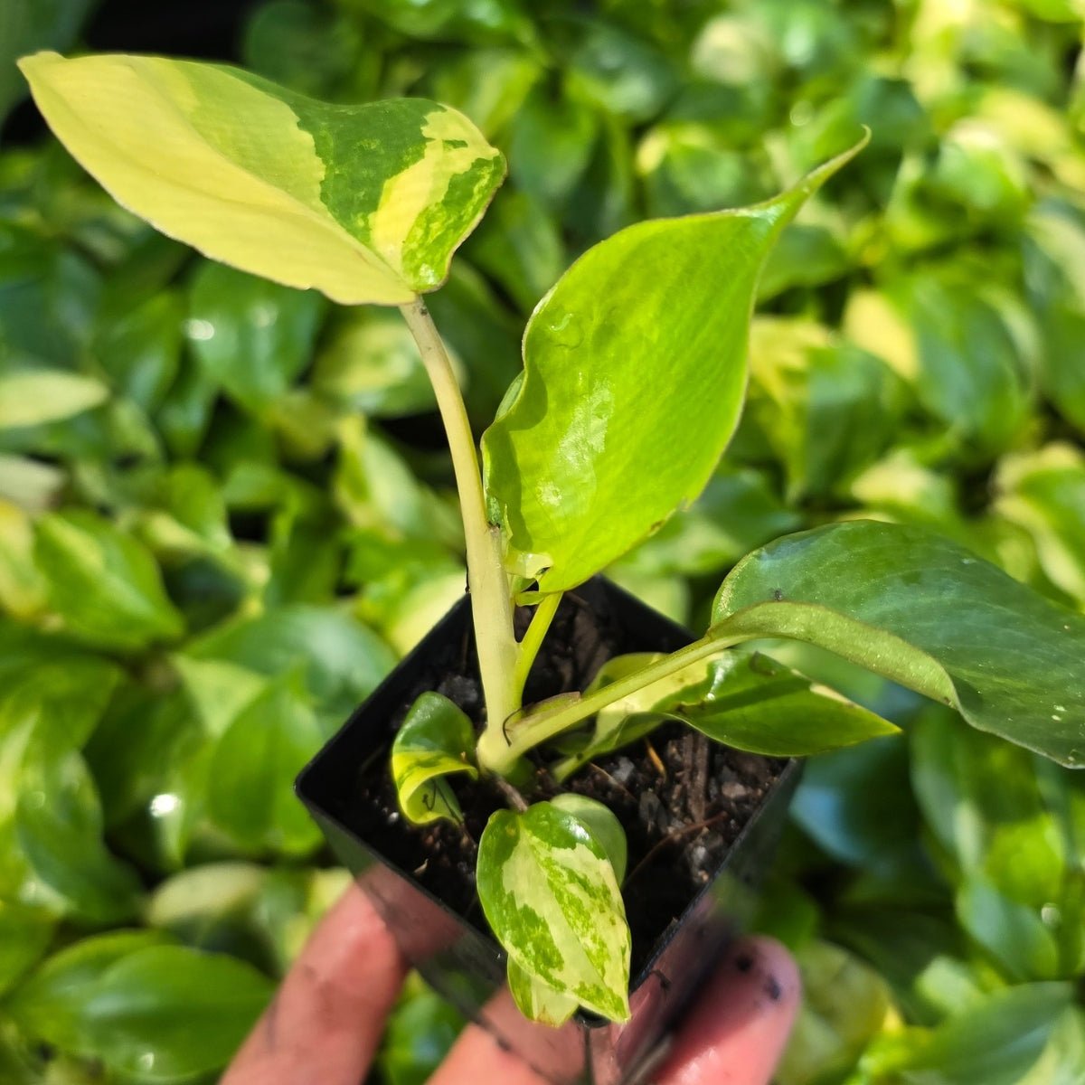 Philodendron burle - marxii &