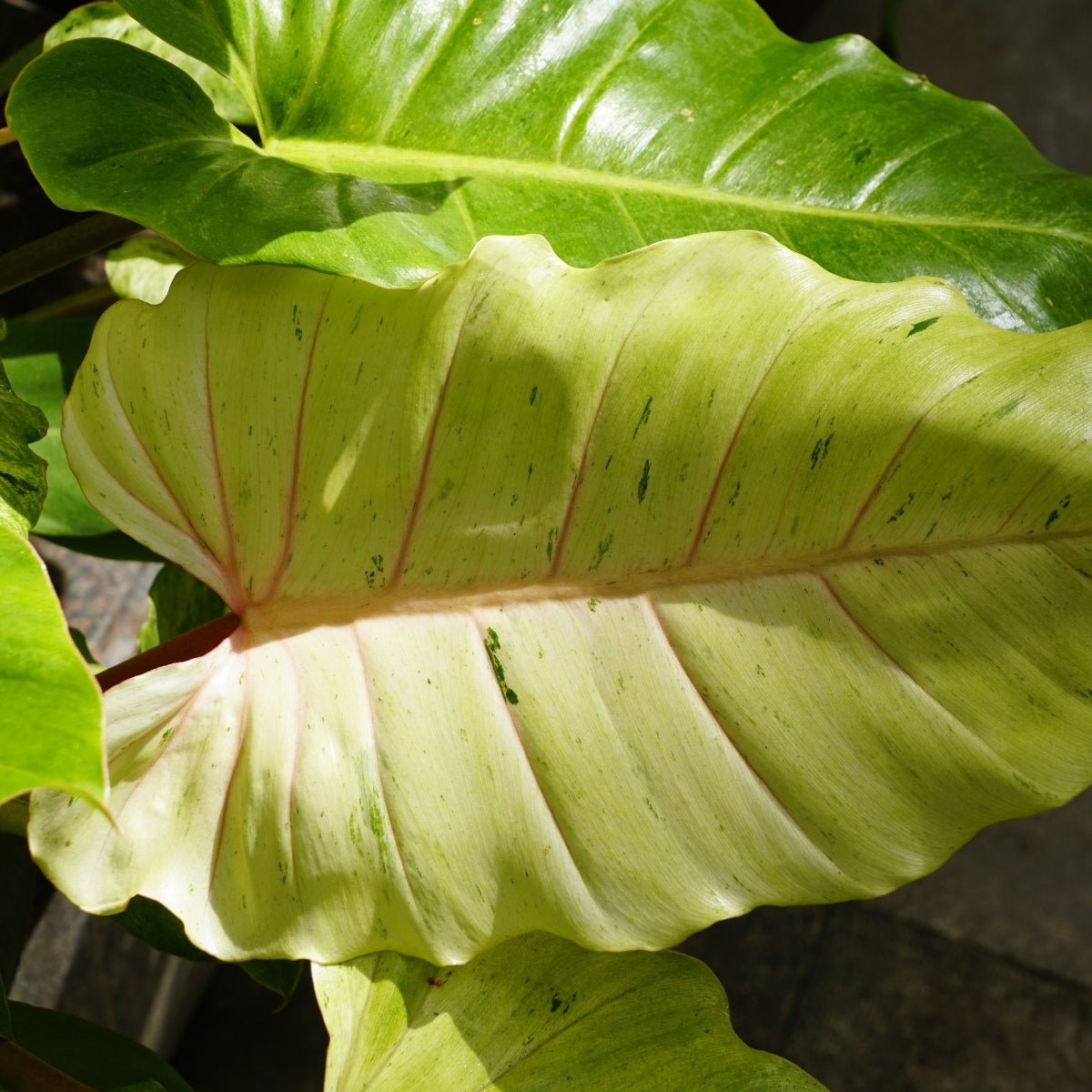 green and cream leaf philodendron Philodendron 'Snowdrift' – Rare Variegated Aroid Plant