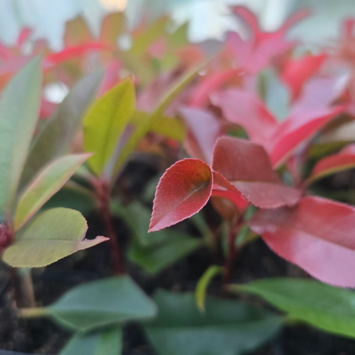 Photinia ‘Red Robin’ (Photinia × fraseri) – 50mm Pot - Oldboy&