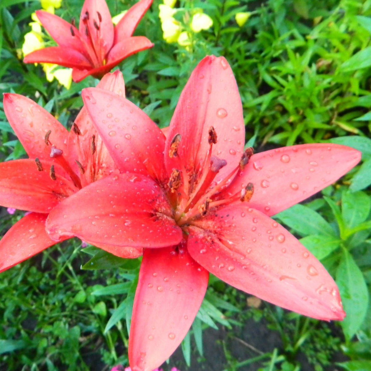 ‘Pink Flight’ – Tiger Hybrid Lily (Lilium Hybrid) Bulb – Graceful Side-Facing Blooms - Oldboy&