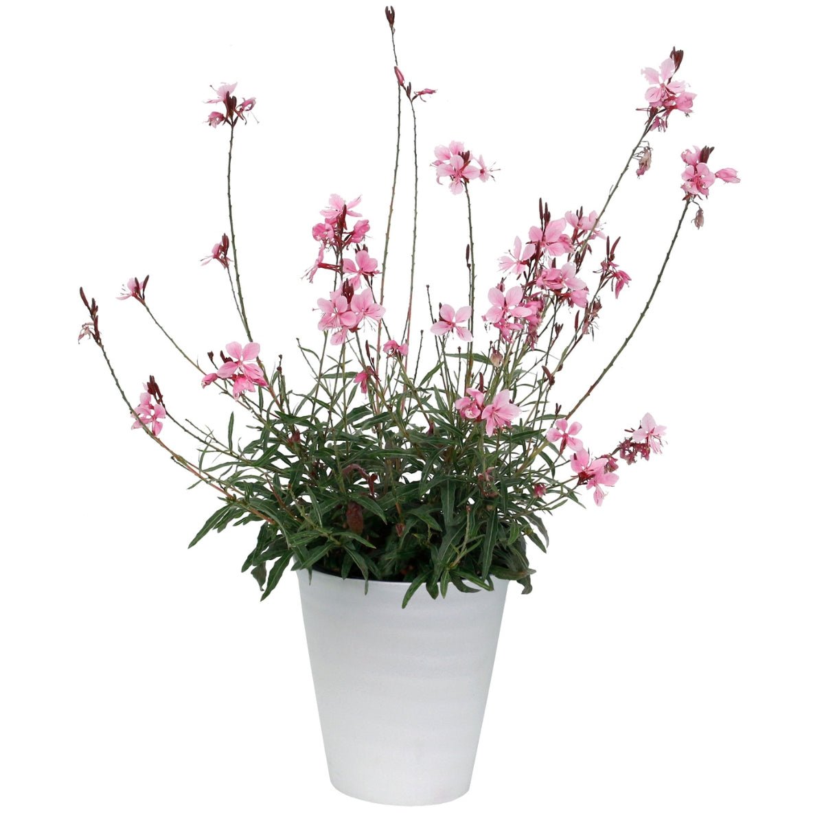 Pink Gaura ‘Confetti Pink’ (Gaura lindheimeri) – Perennial Flowering Plant in 50mm Pot - Oldboy&
