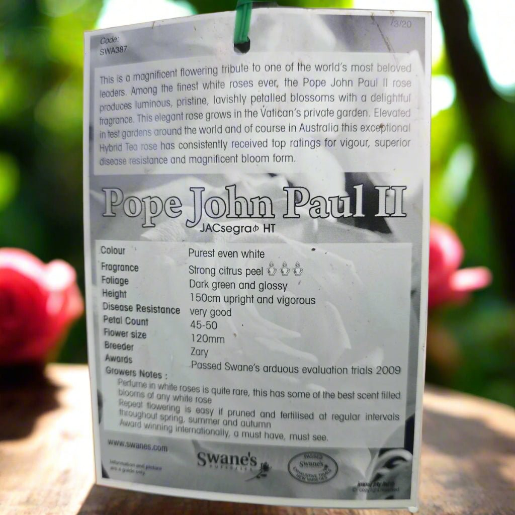 Pope John Paul II™ – Premium - Hybrid Tea Rose - Oldboy&