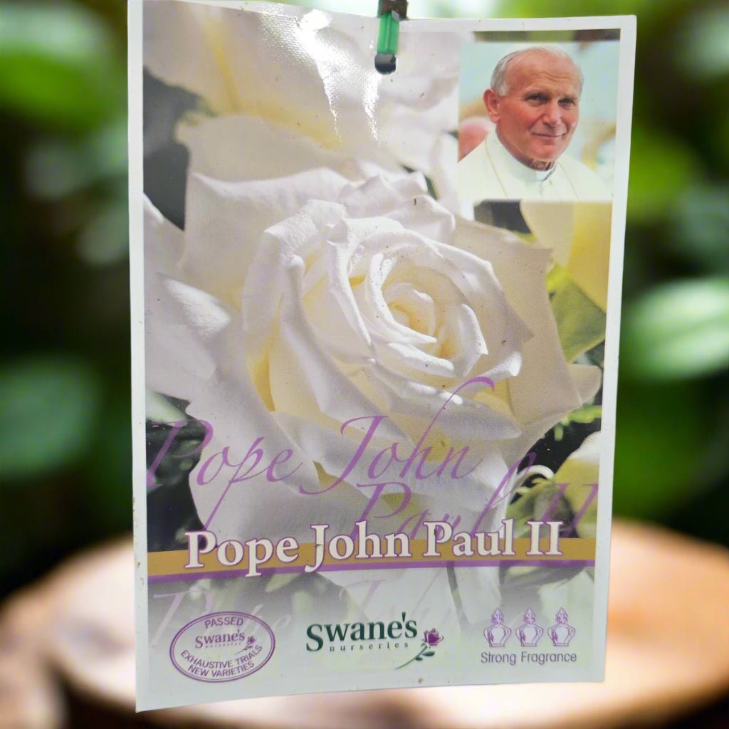 Pope John Paul II™ – Premium - Hybrid Tea Rose - Oldboy&