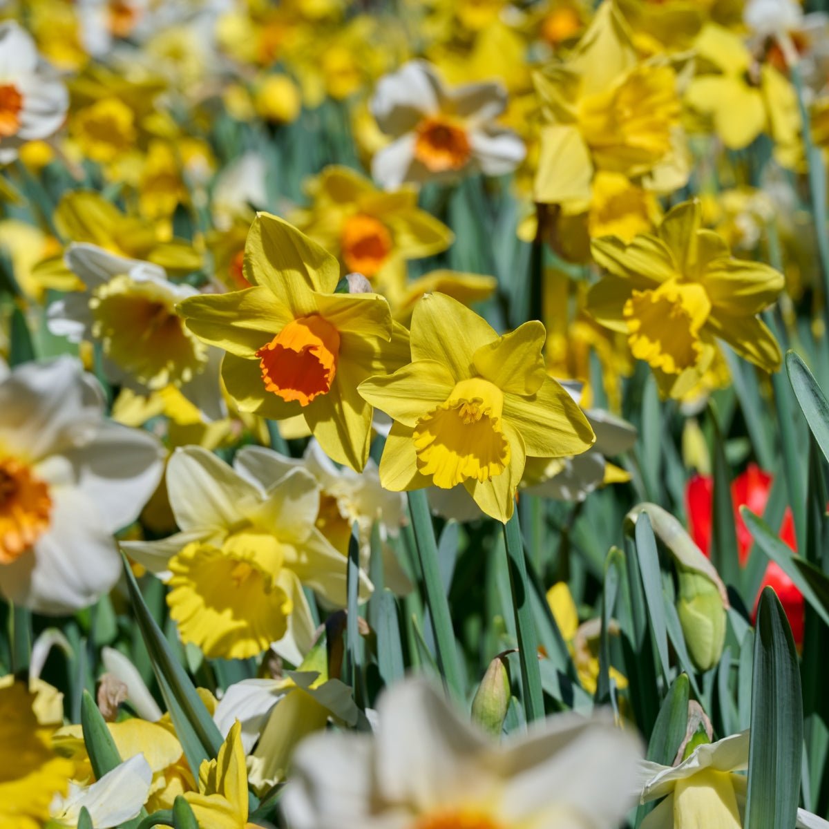 Pre - Order Mixed Premium Daffodil Bulbs – Narcissus spp. - Oldboy's Flowers