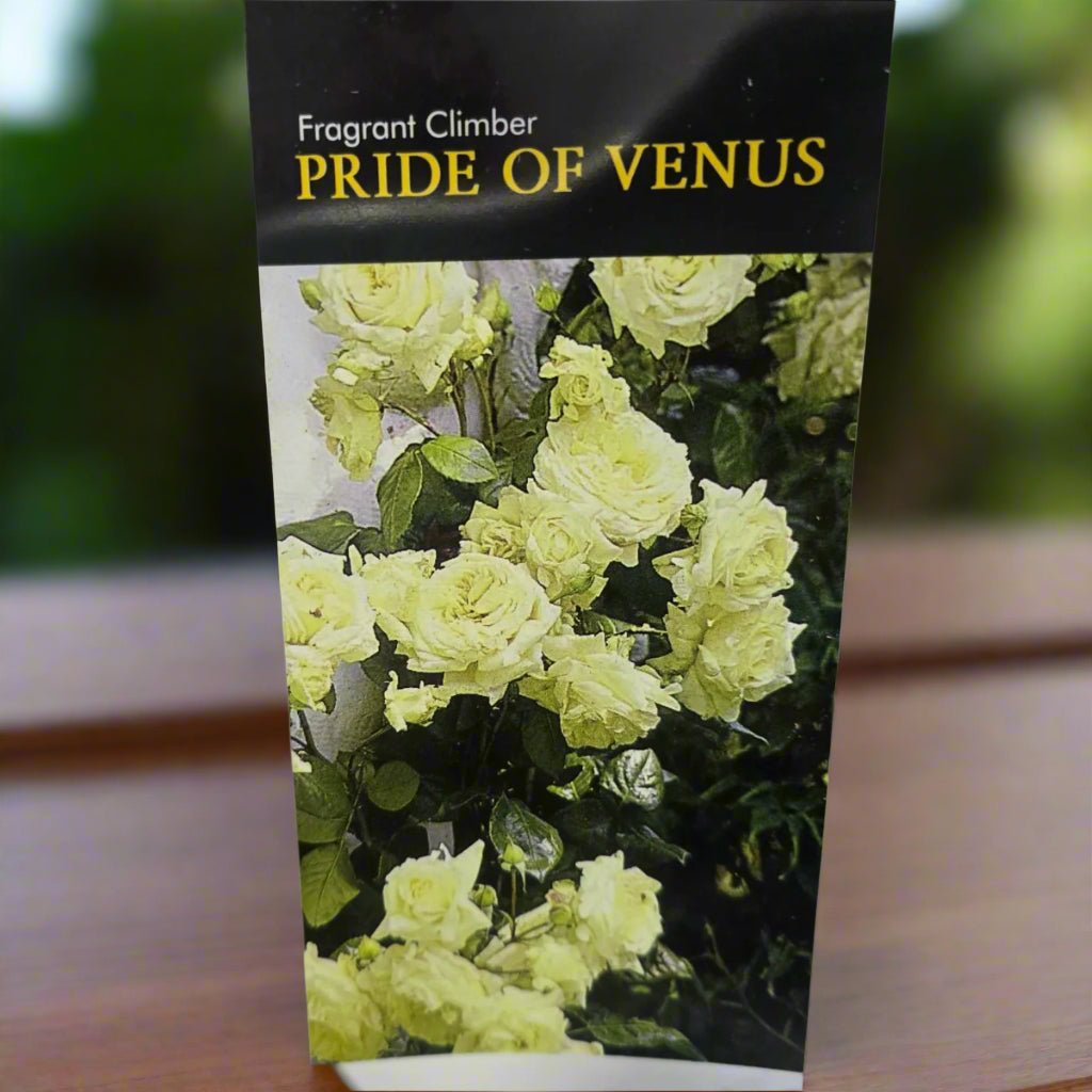 Pride of Venus™ – Premium - Climbing Rose - Oldboy&