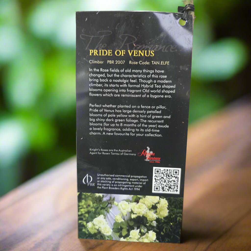 Pride of Venus™ – Premium - Climbing Rose - Oldboy&
