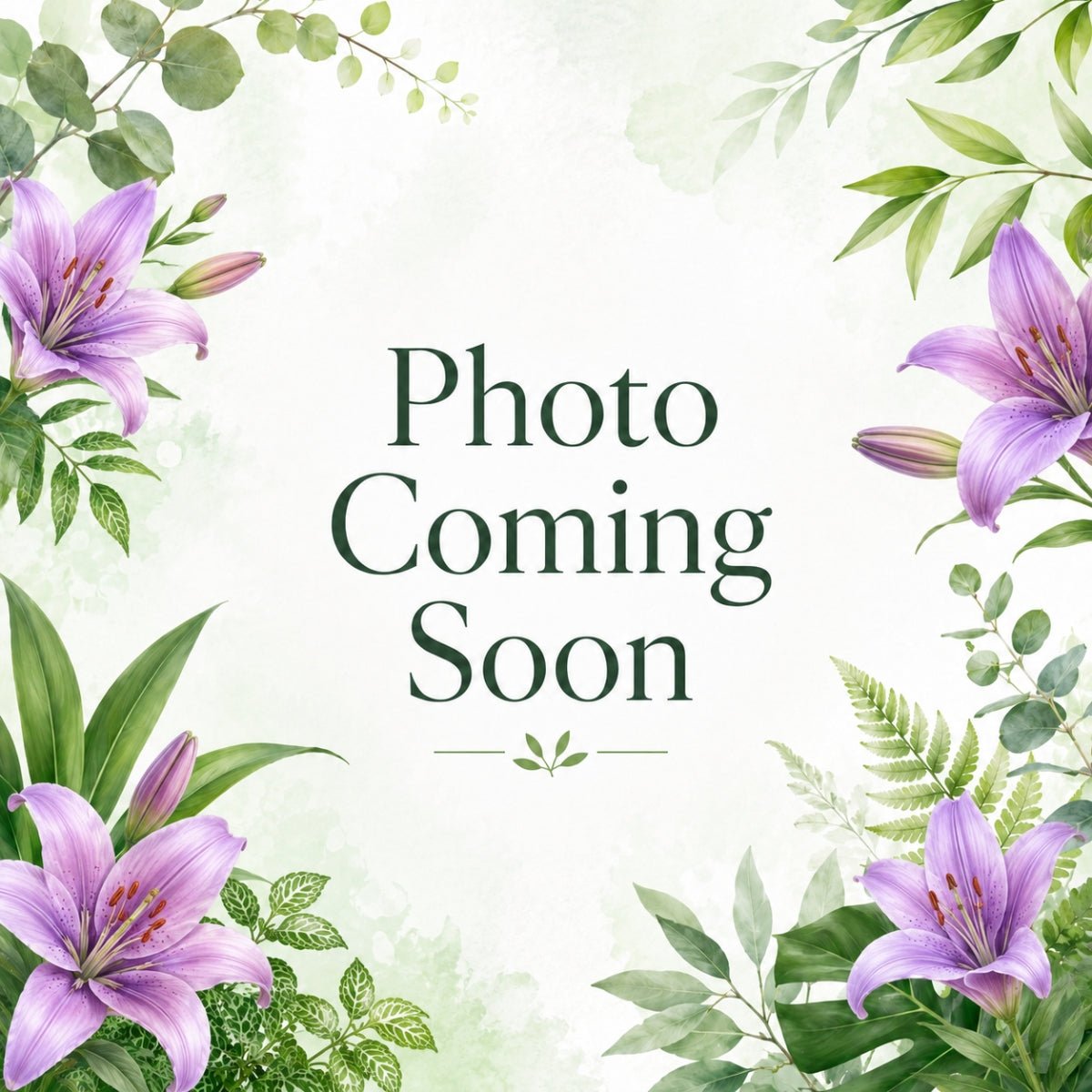 ‘Purple Marble’ – Garden Asiatic Lily (Lilium Hybrid) Bulb – Bold Bicolour Blooms - Oldboy&