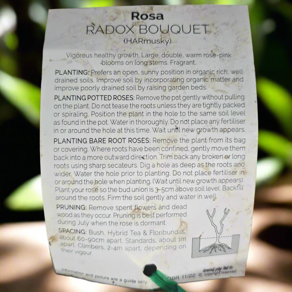 Radox Bouquet – General – Hybrid Tea Rose - Oldboy&