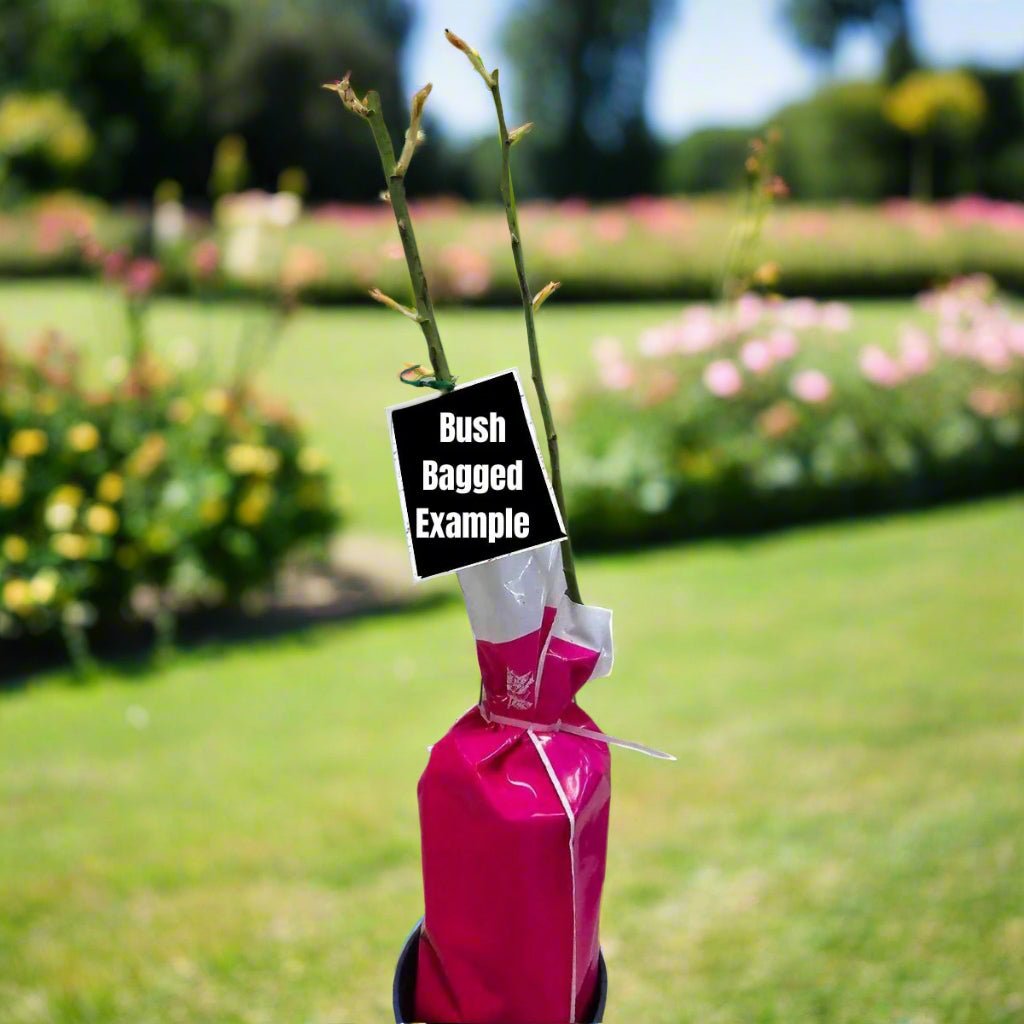 Radox Bouquet – General – Hybrid Tea Rose - Oldboy&