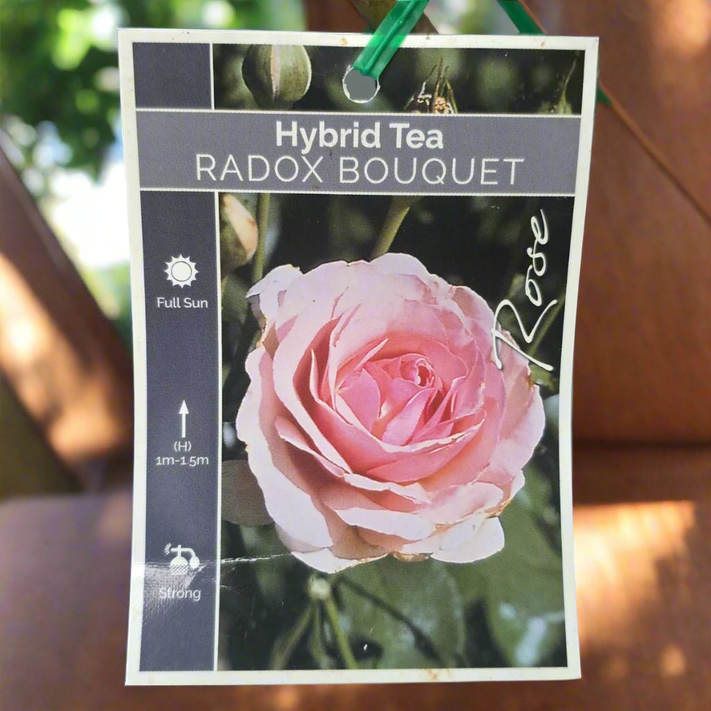 Radox Bouquet – General – Hybrid Tea Rose - Oldboy&