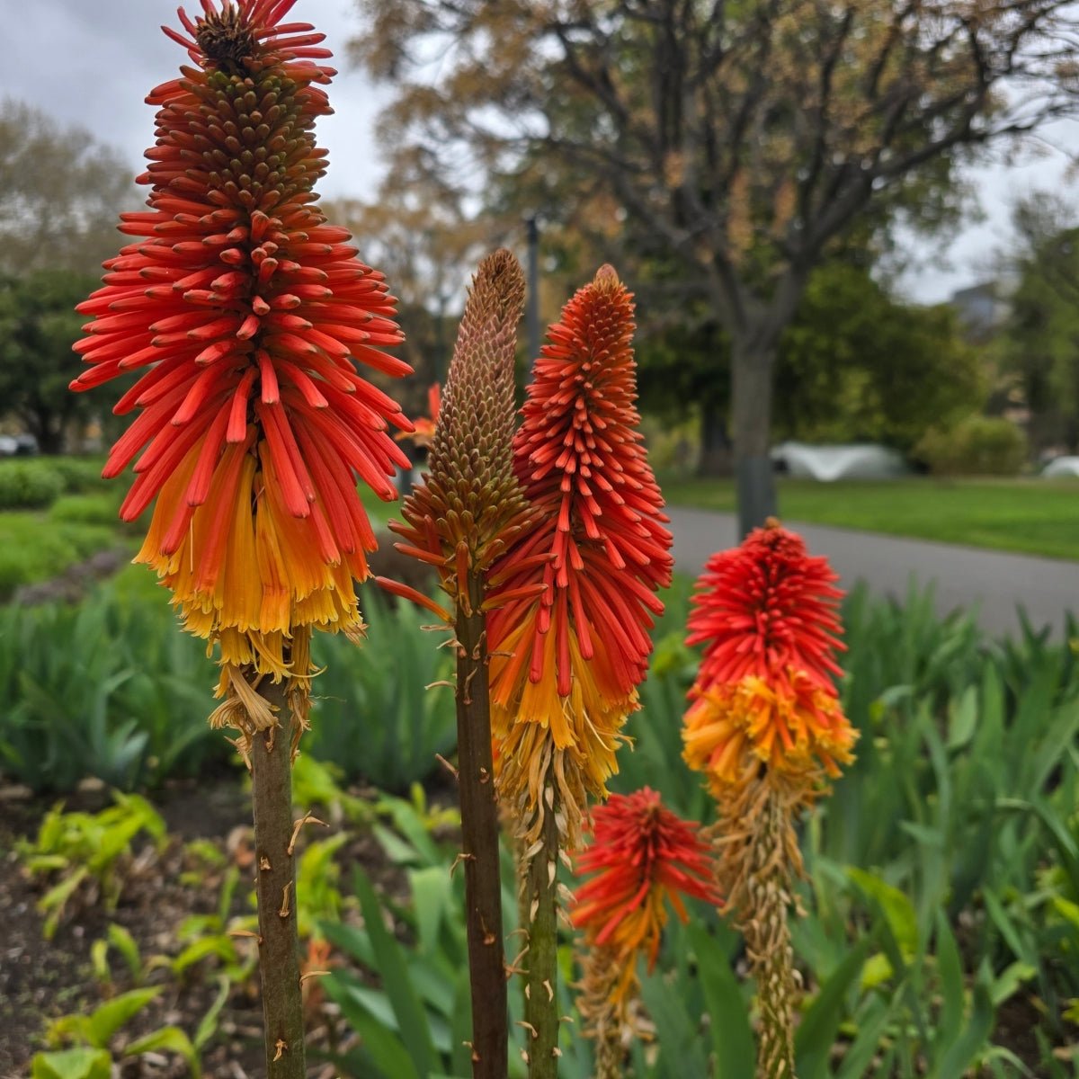 Red Hot Poker - Kniphofia Uvaria - Oldboy&
