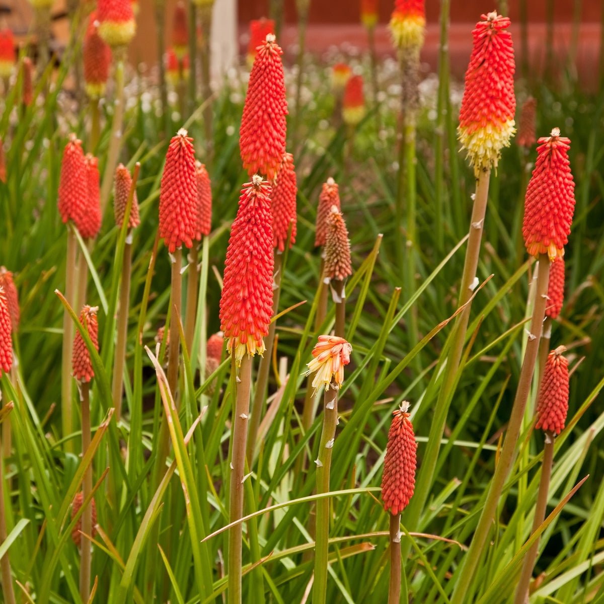 Red Hot Poker - Kniphofia Uvaria - Oldboy&