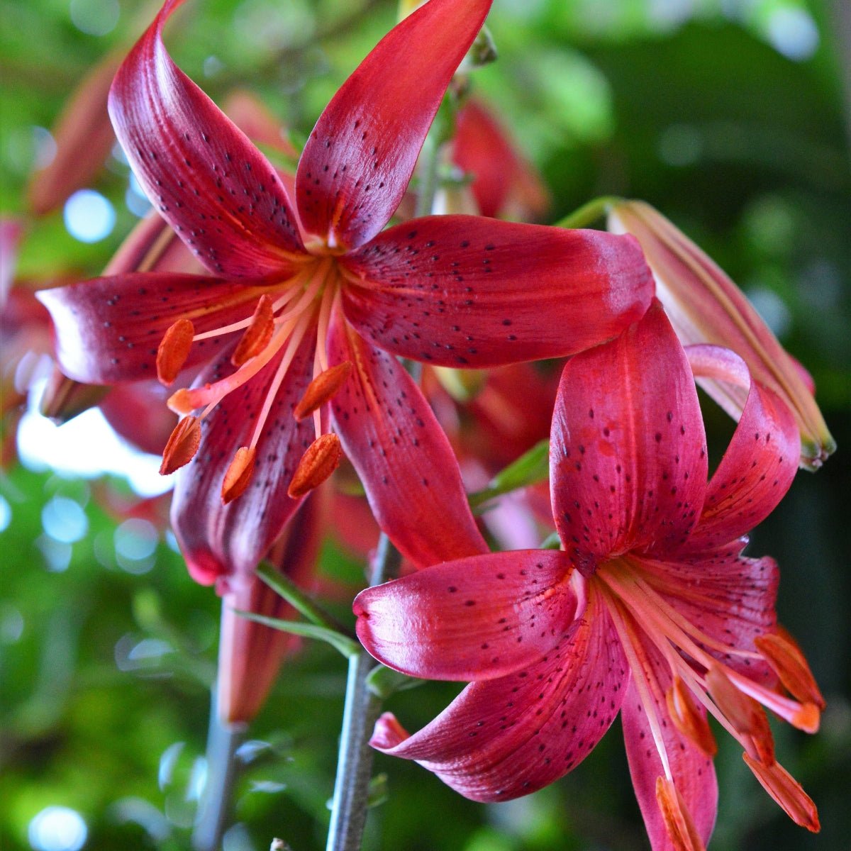 ‘Red Velvet’ – Tiger Hybrid Lily (Lilium Hybrid) Bulb – Bold Red Blooms - Oldboy&