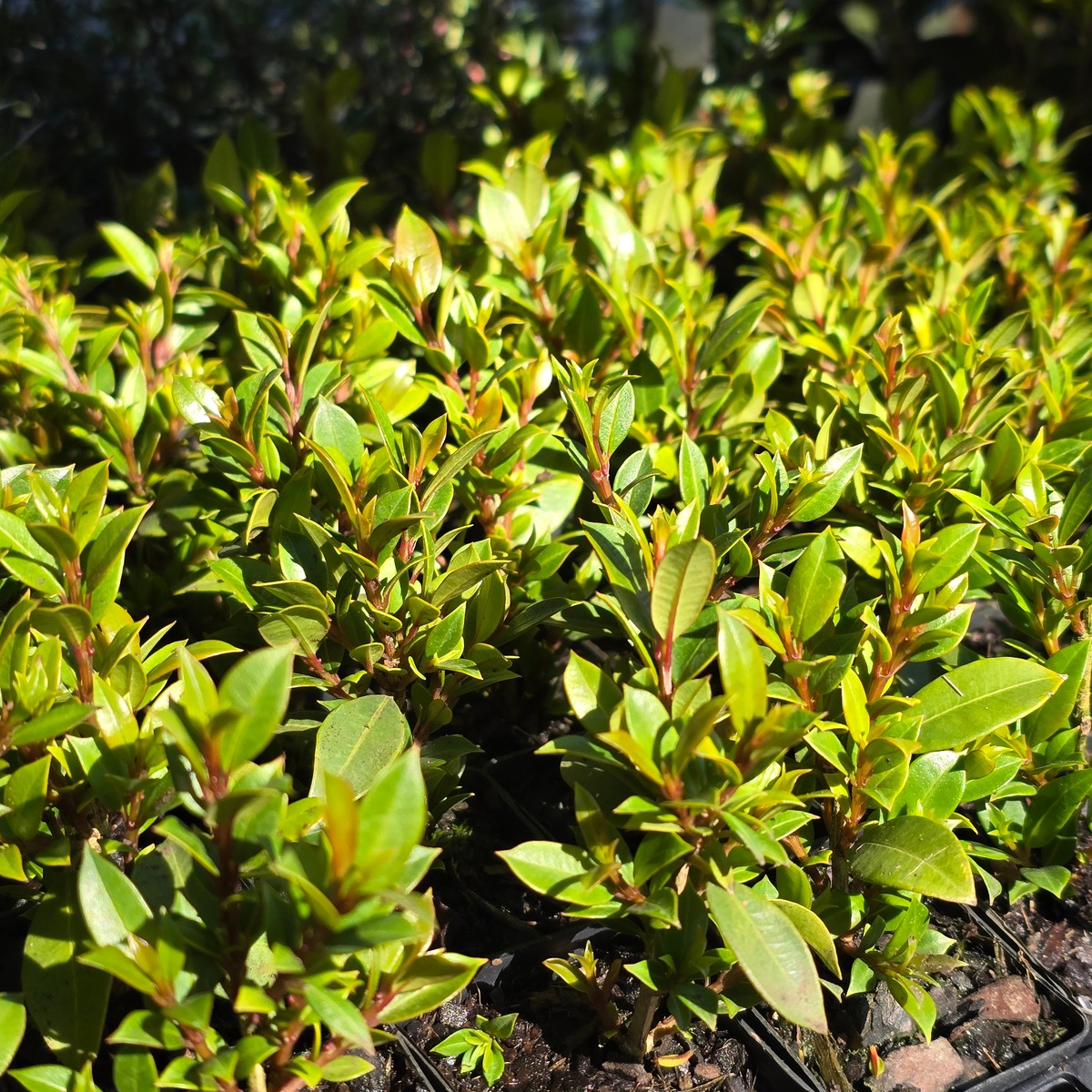 Syzygium australe ‘Tiny Trev’ Dwarf Lilly Pilly | 42mm Tube