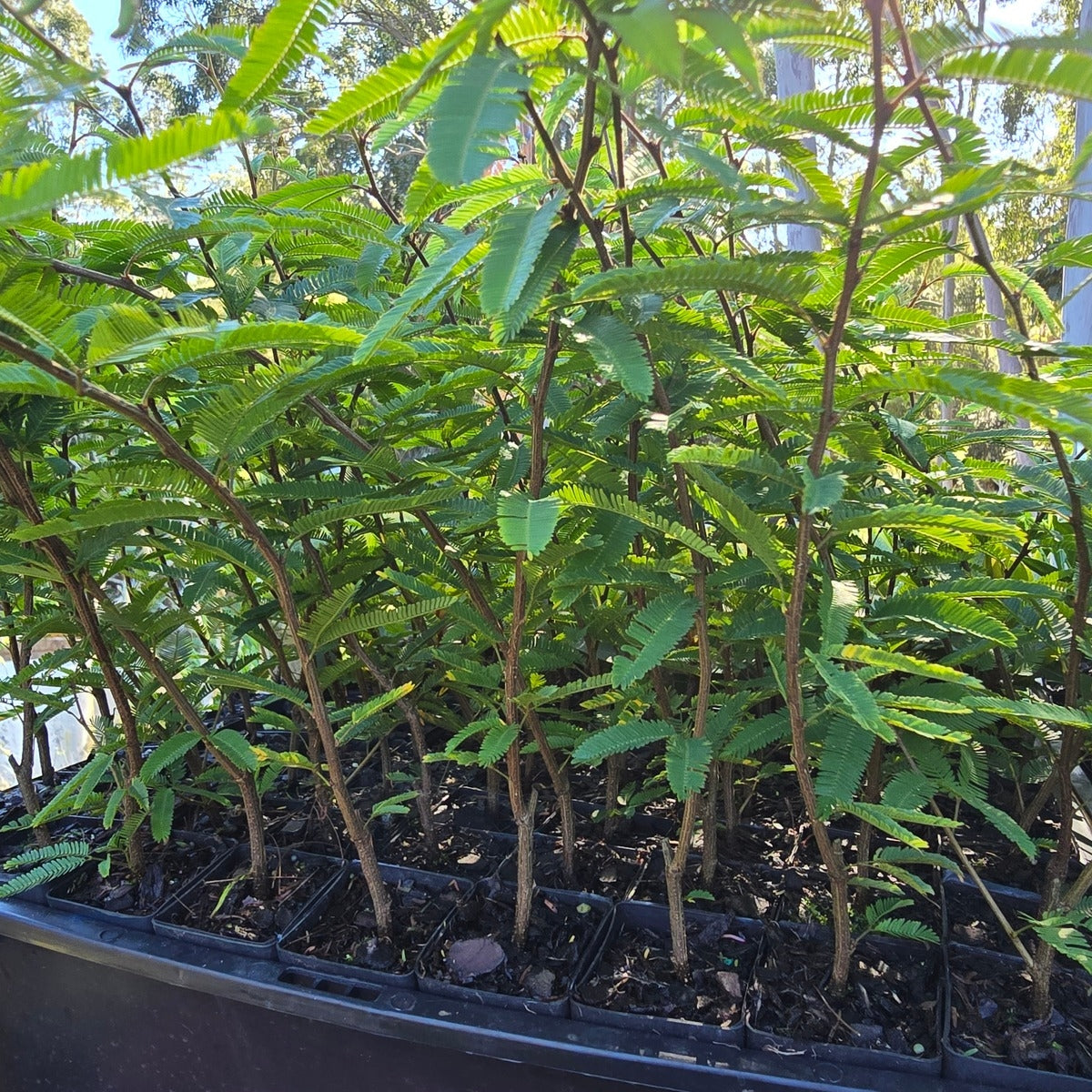 Calliandra ‘Pink Poodle’ Powder Puff Shrub | 42mm Tube