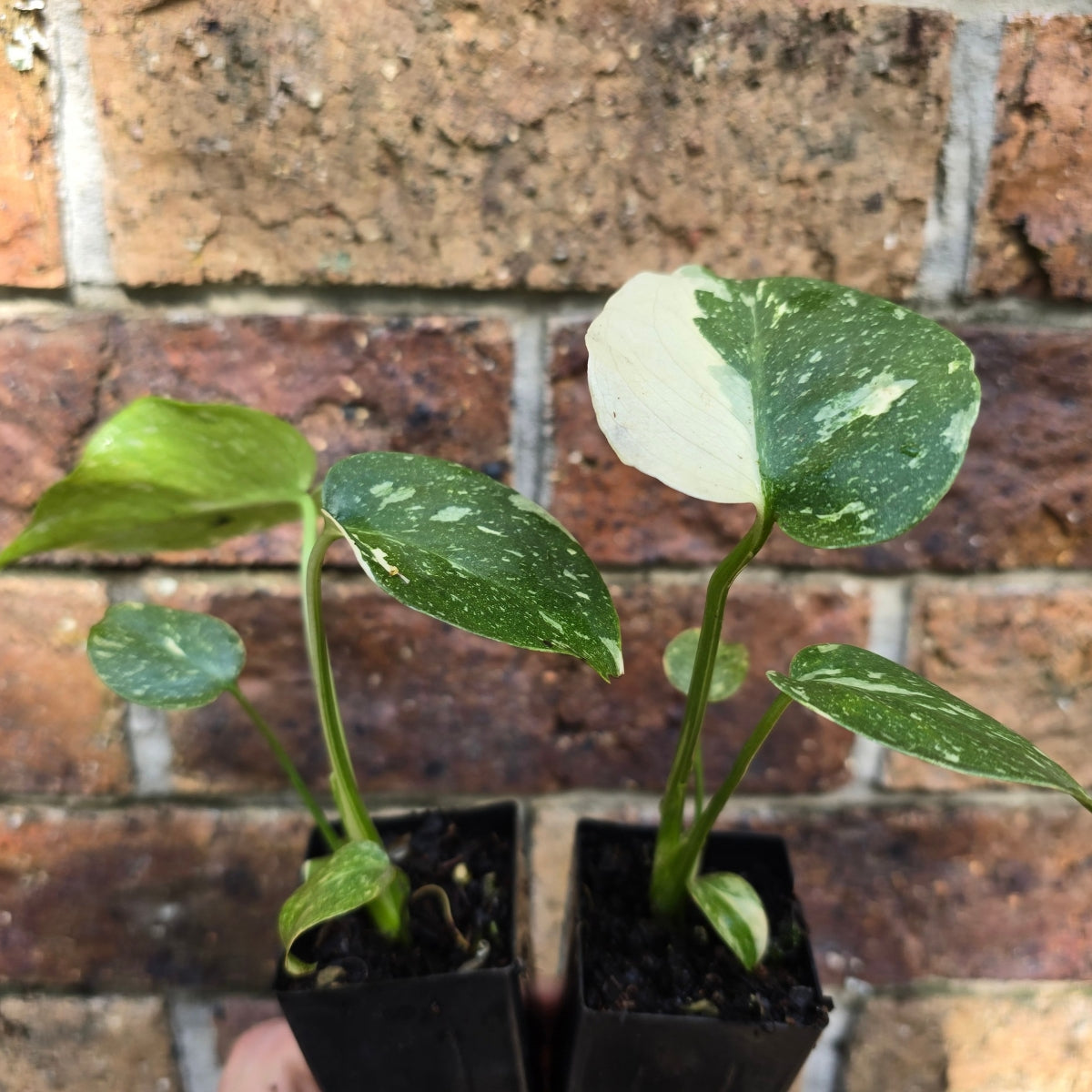 Monstera Thai Constellation – Variegated “Fruit Salad” Plant with Creamy Speckled Leaves