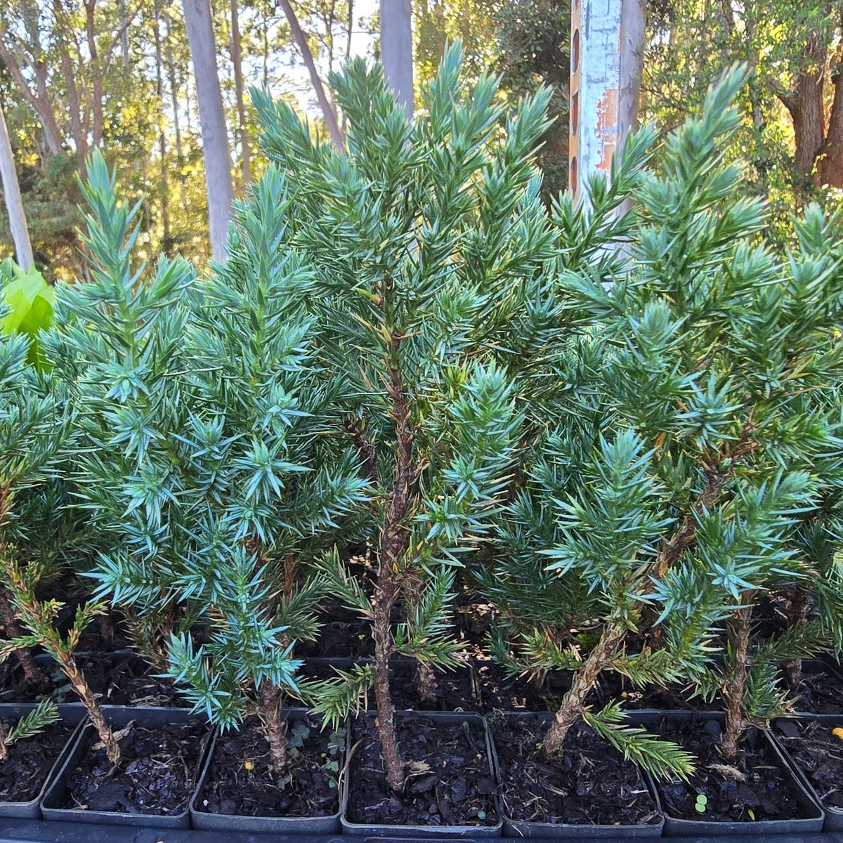 Juniperus chinensis ‘Pyramidalis’ | 42mm Tube