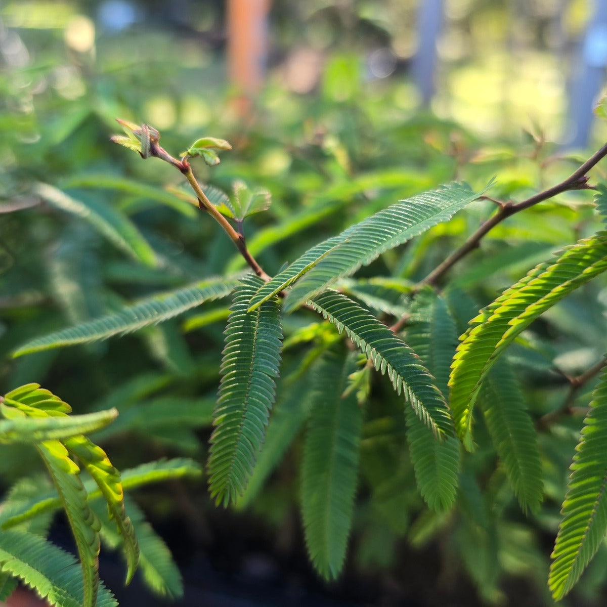 Calliandra ‘Pink Poodle’ Powder Puff Shrub | 42mm Tube