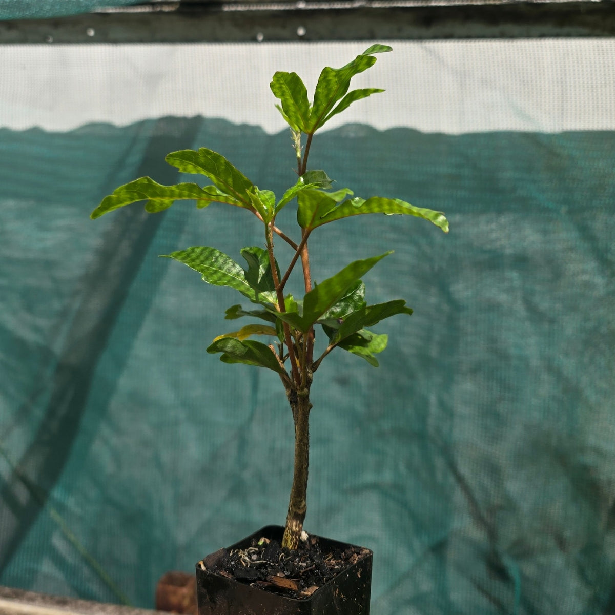 Hibiscus rosa-sinensis &