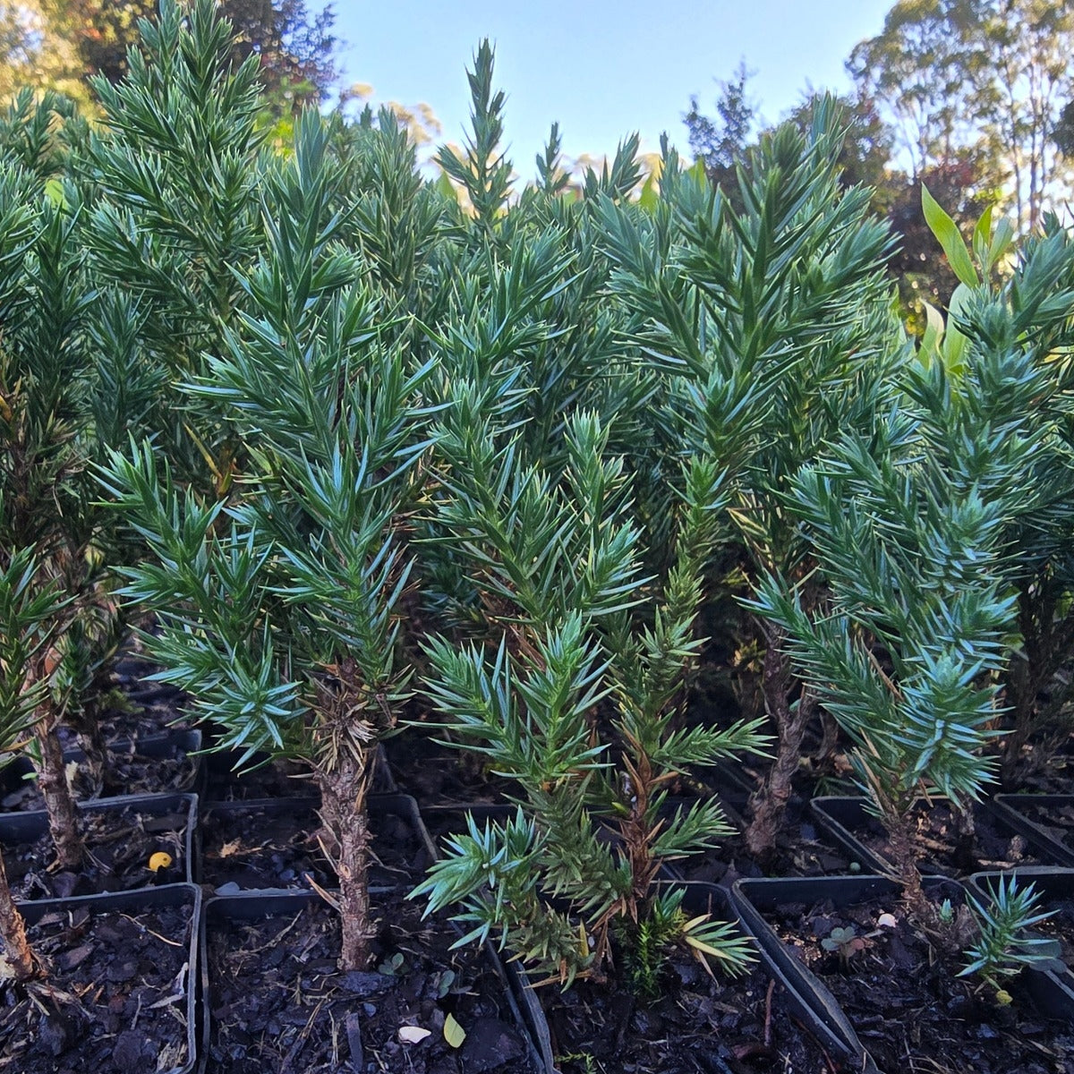 Juniperus chinensis ‘Pyramidalis’ | 42mm Tube