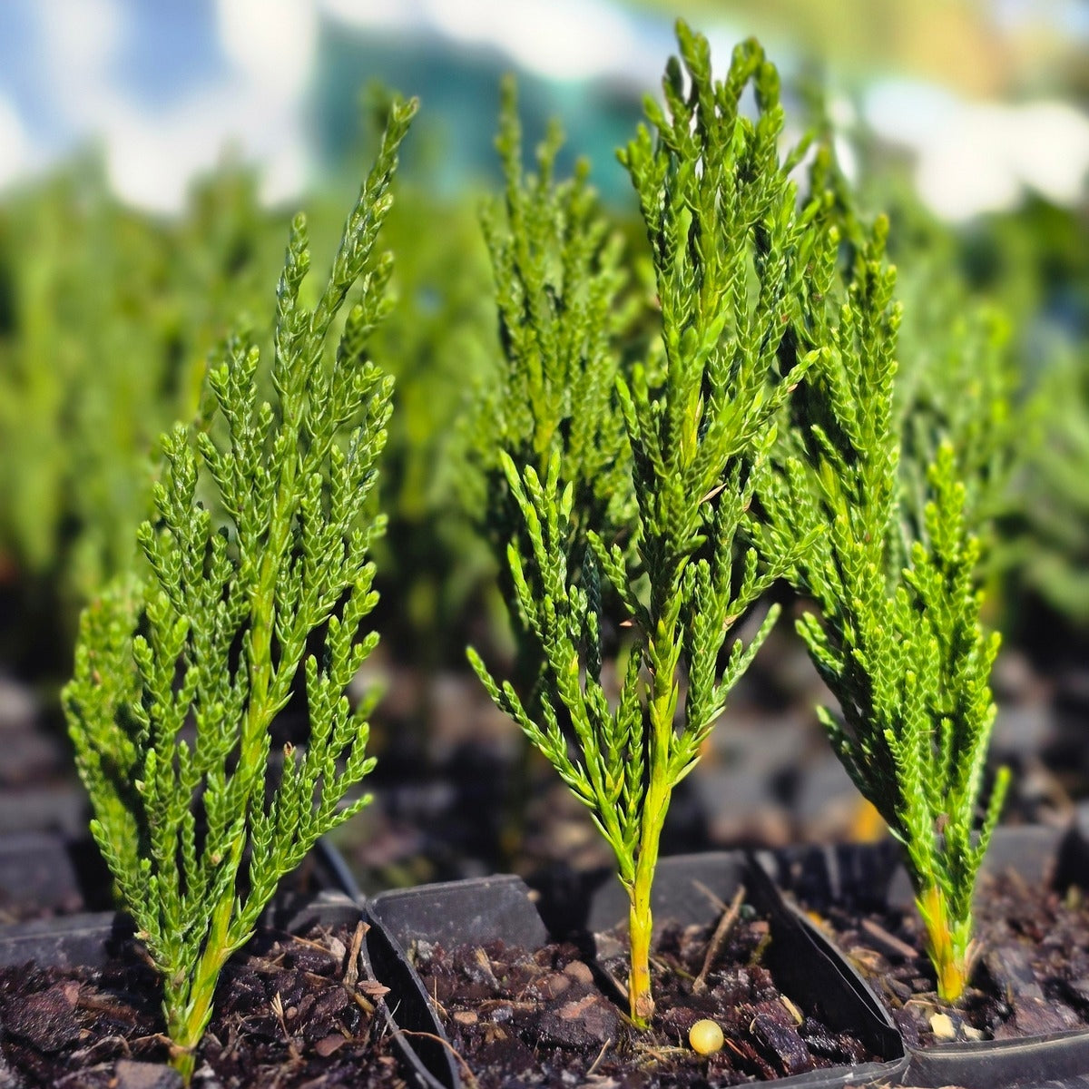 Juniperus chinensis ‘Spartan’ | 42mm Tube