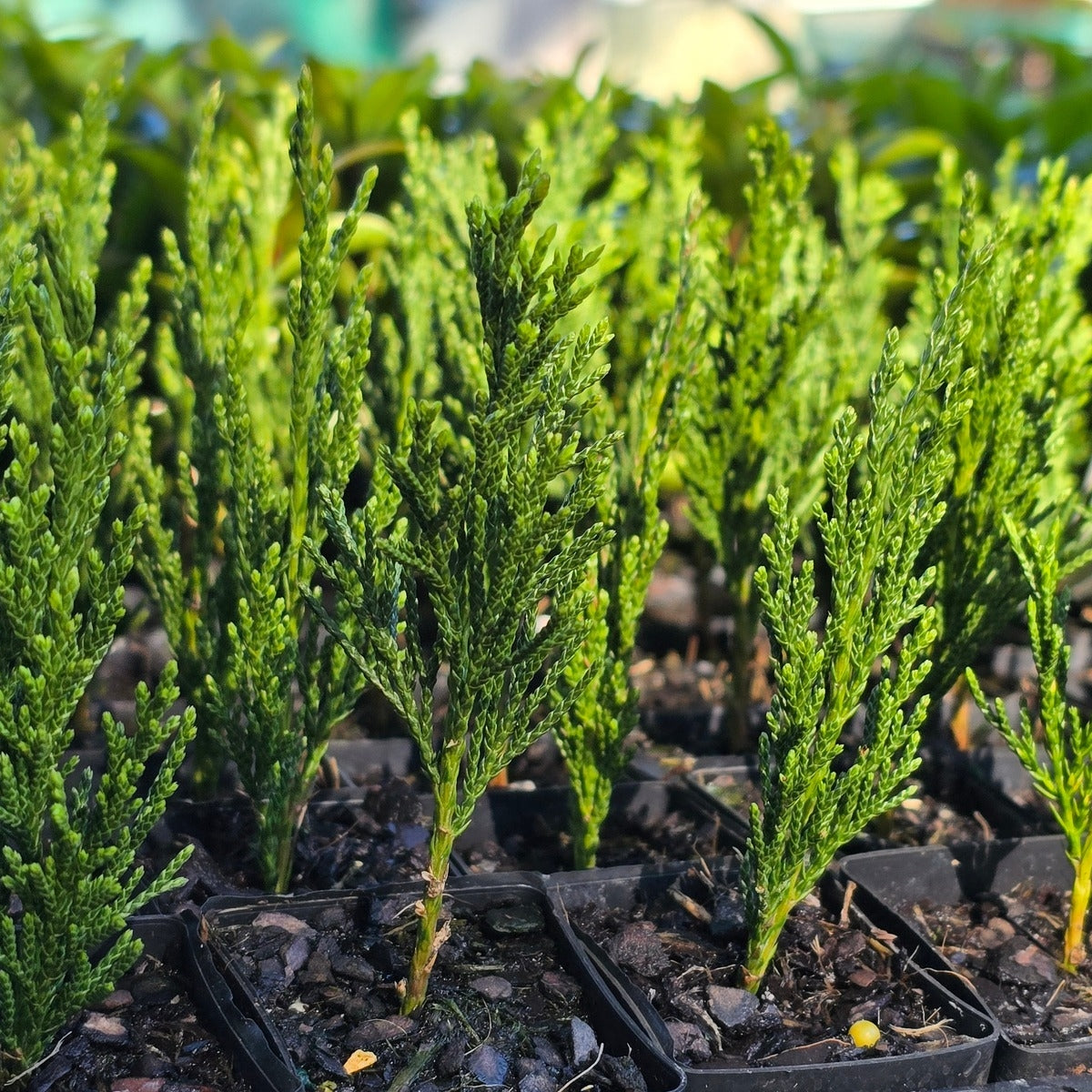 Juniperus chinensis ‘Spartan’ | 42mm Tube
