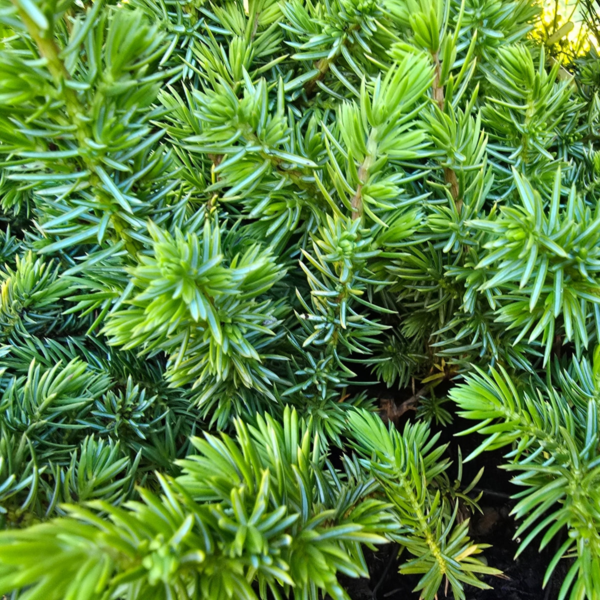 Juniperus conferta ‘All Gold’ | Golden Groundcover | 42mm Tube