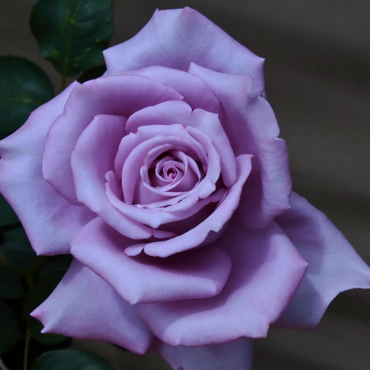 Rosa ‘Blue Moon’ | Fragrant Lilac Hybrid Tea Rose - Oldboy&