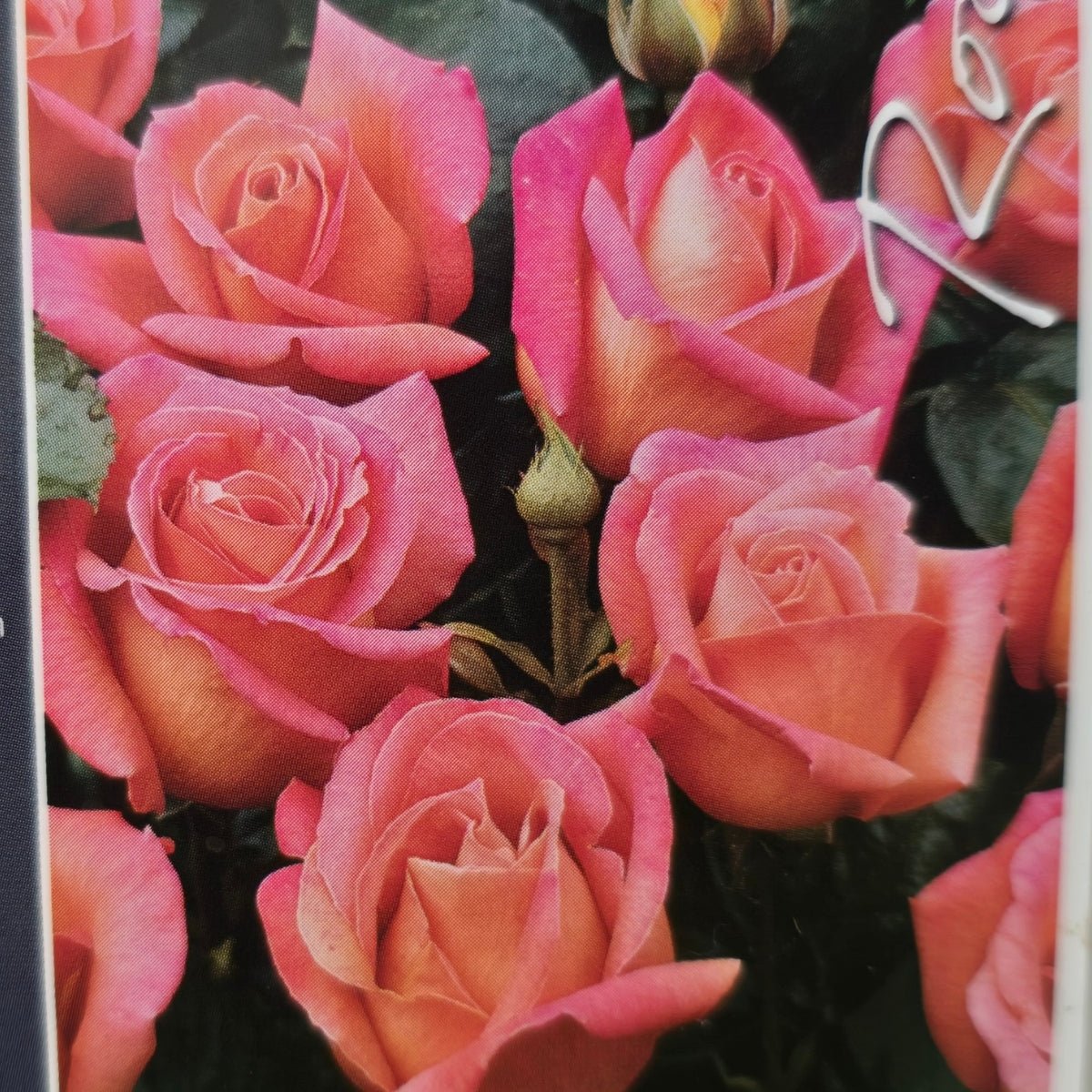 Rose &