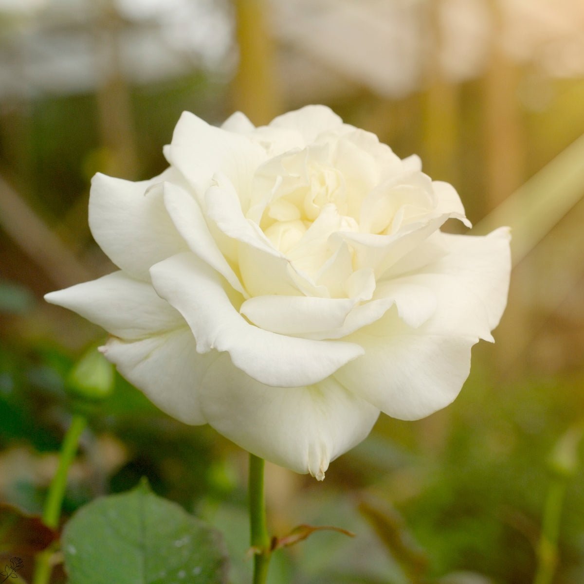 Rose Floribunda &