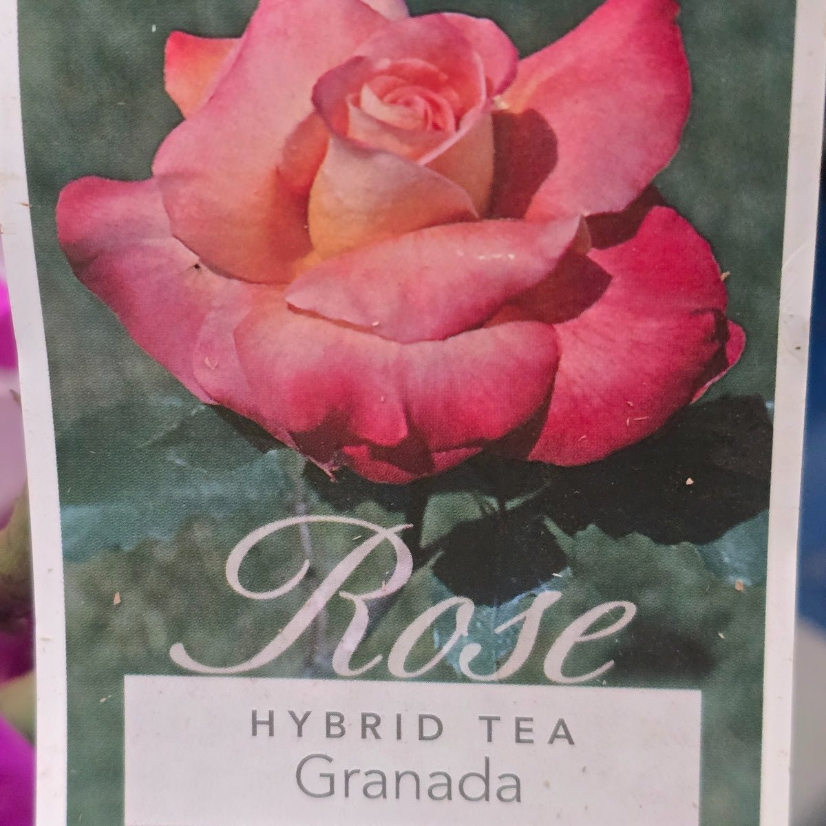 Rose &