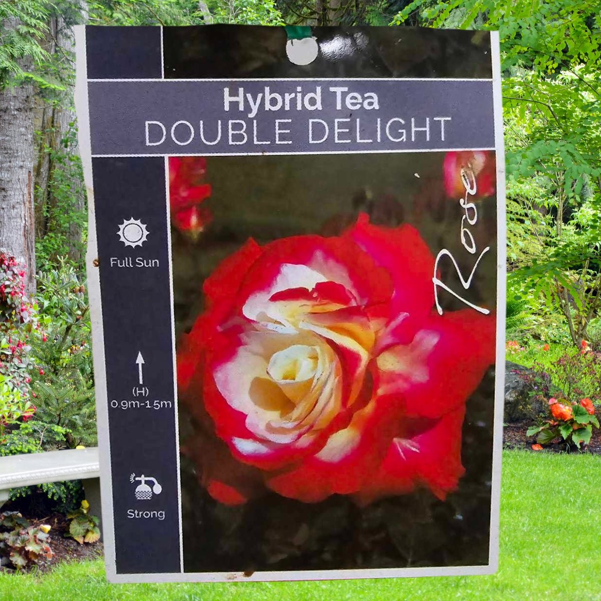 Rose - Hybrid Tea - Double Delight - Oldboy&