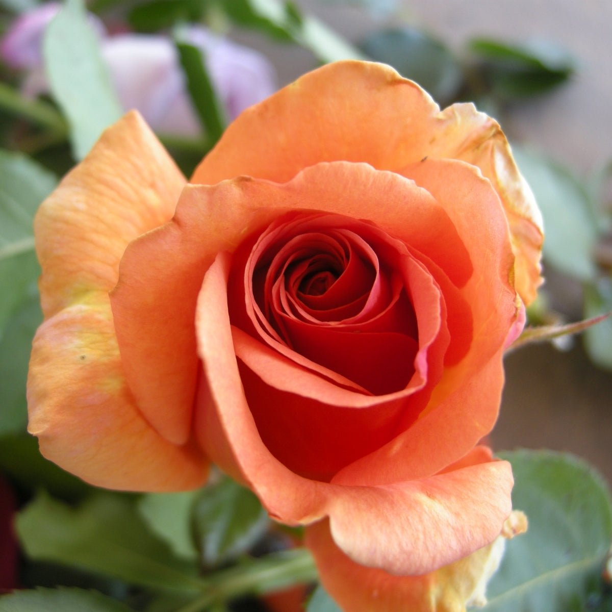 Rose - Hybrid Tea - Just Joey - Oldboy&