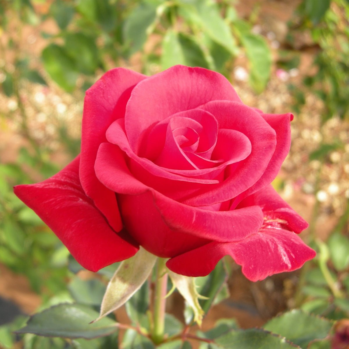 Rose - Hybrid Tea - Kardinal - Oldboy&