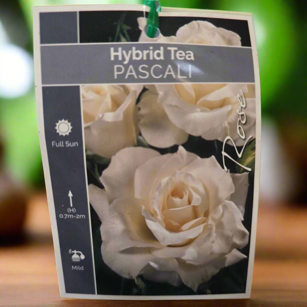 Rose &