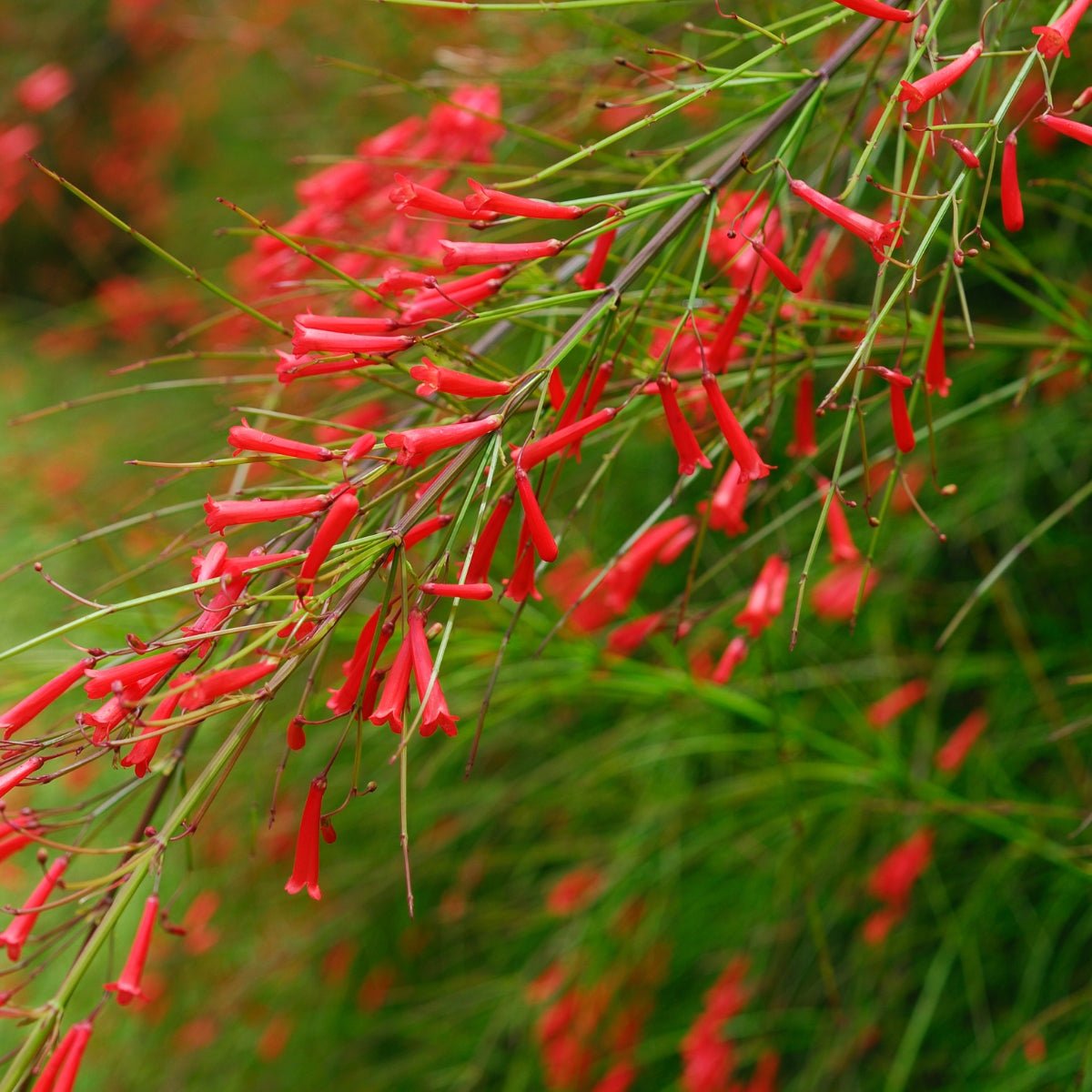 Russelia ‘Ruby Falls’ | Red Firecracker Plant - Oldboy&
