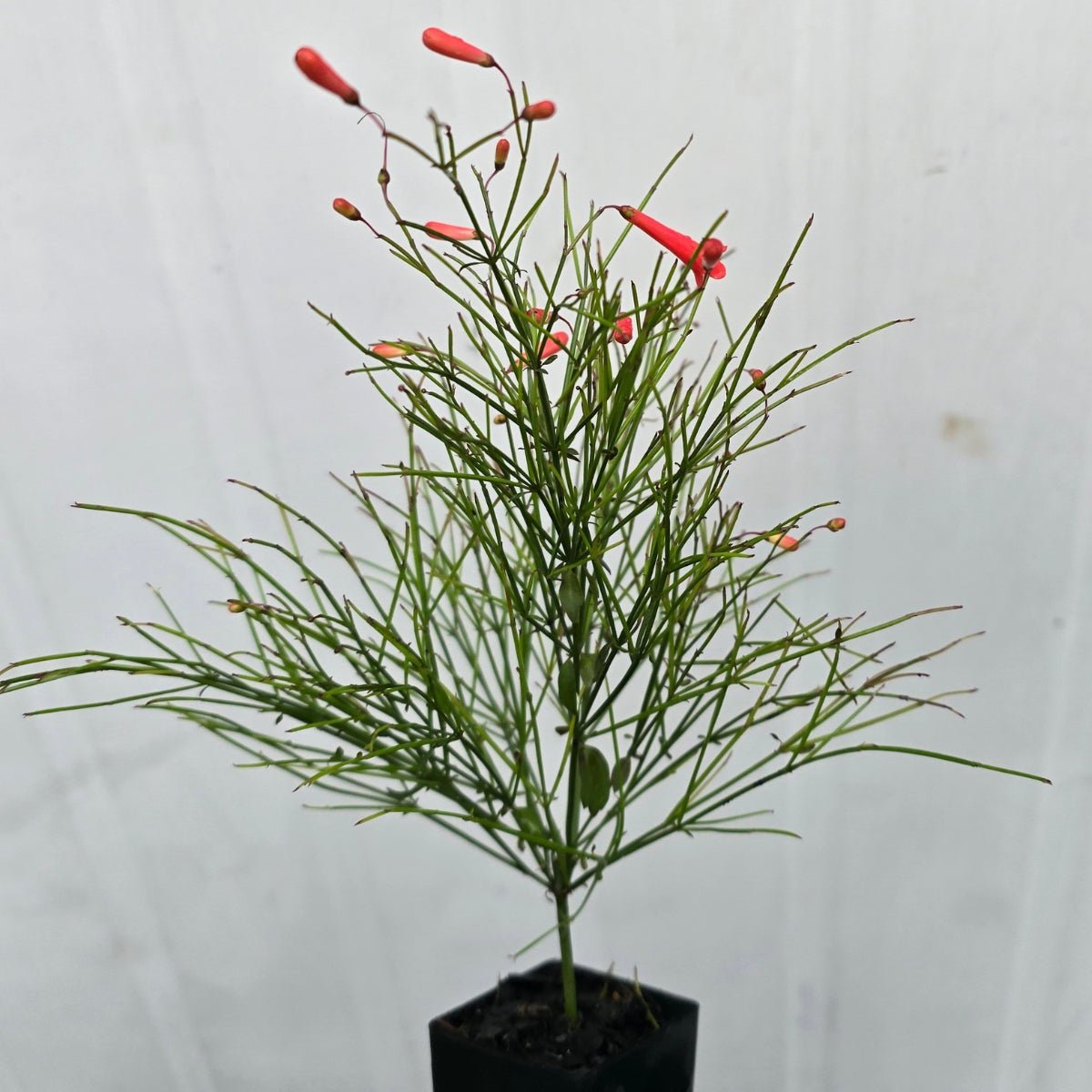 Russelia ‘Ruby Falls’ | Red Firecracker Plant - Oldboy&