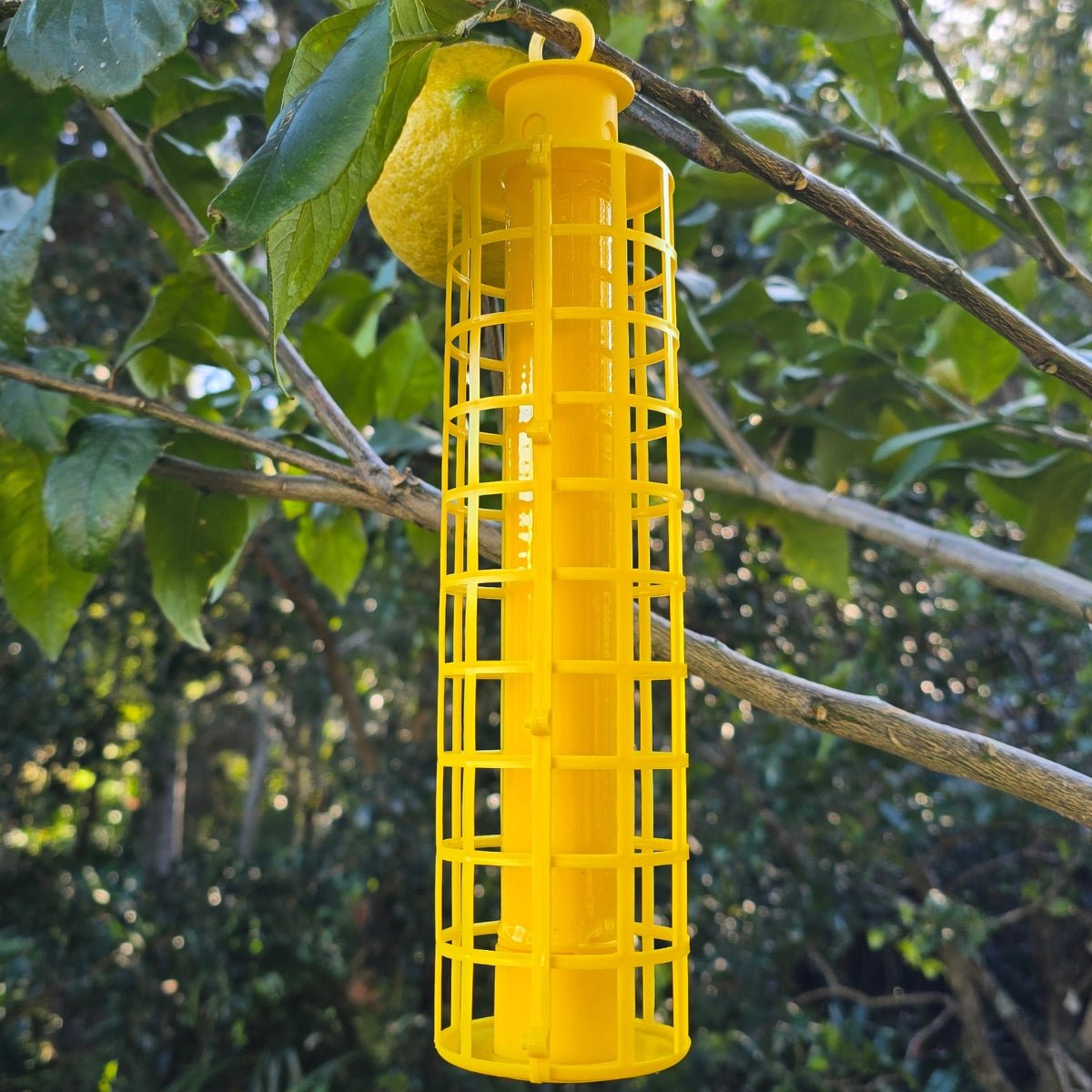 Ryset Insectrap with Reusable Cage | GPM109 - Oldboy&