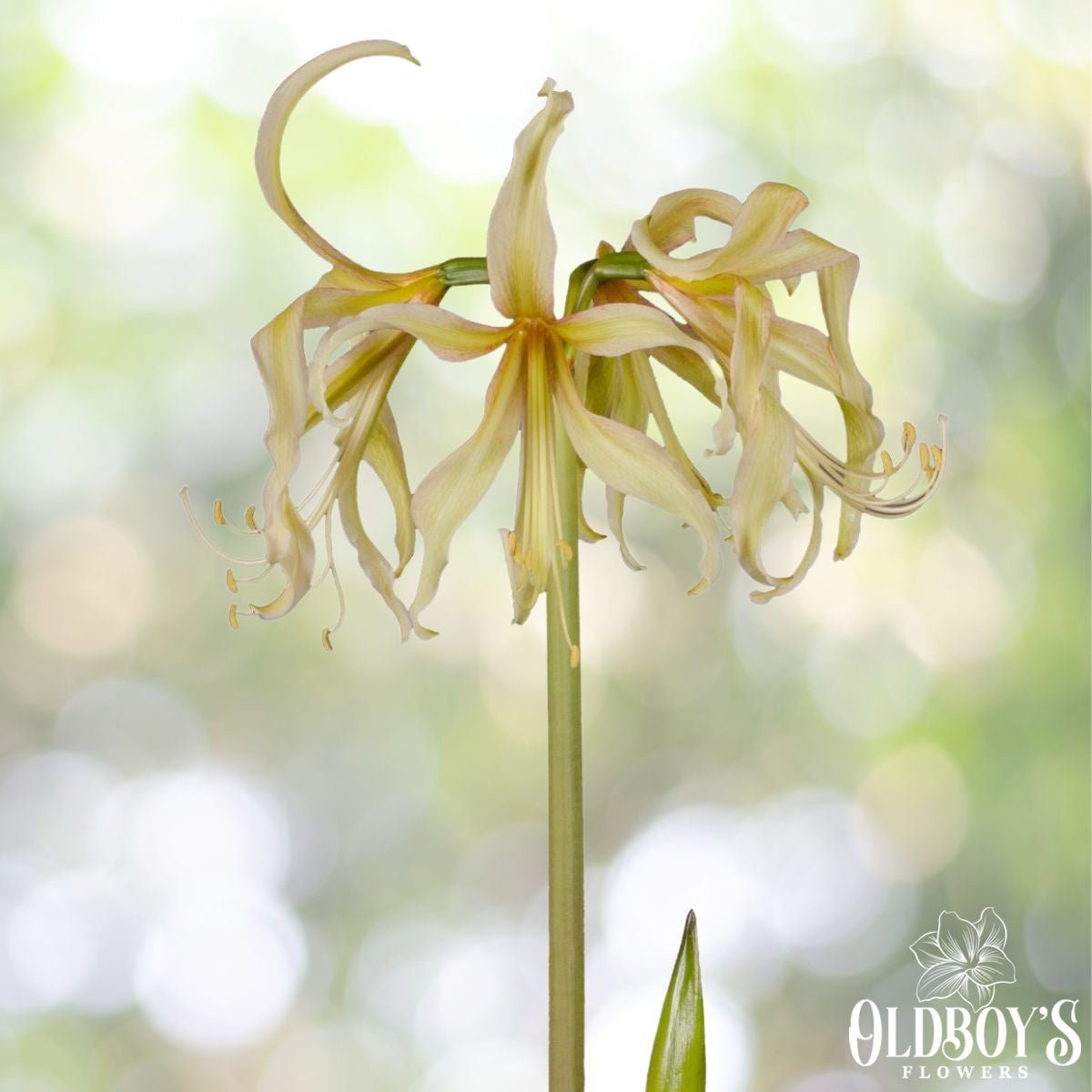 Saffron - Hippeastrums | Amaryllis - Pre - order - Oldboy&