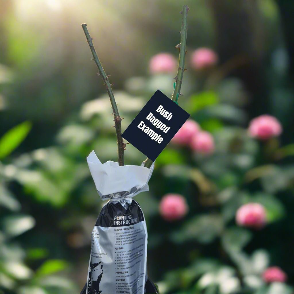 Seduction™ – Premium - Floribunda Rose by Meilland - Oldboy&
