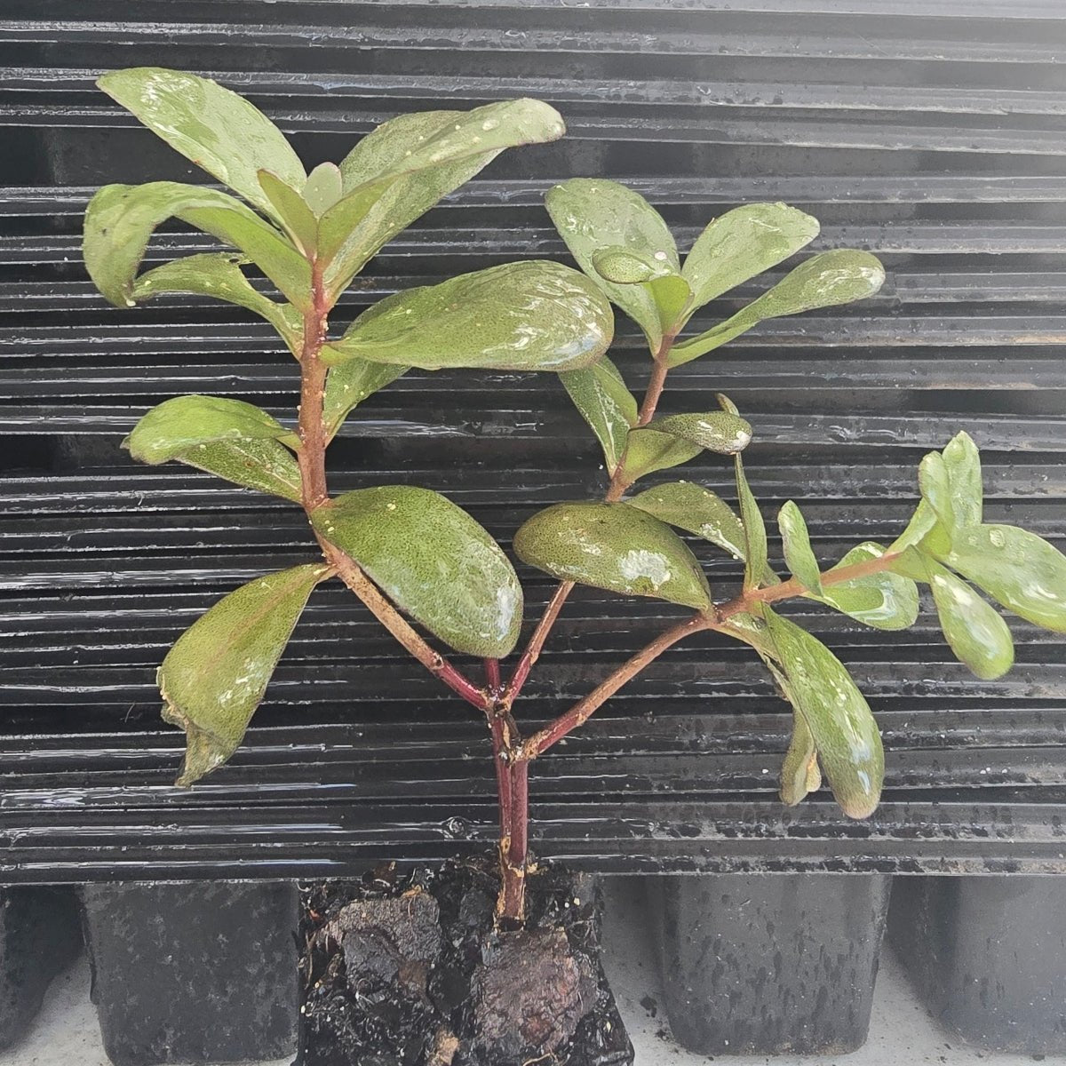 Sedum hybrid | Desert Black - Oldboy&