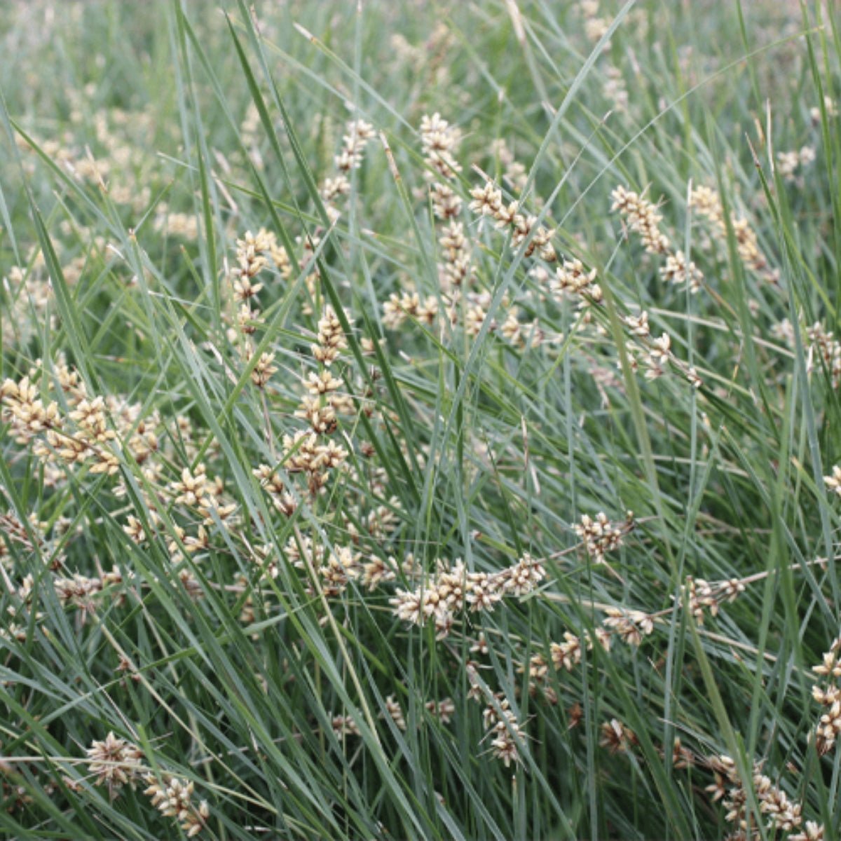 Shara™ Lomandra | Compact Blue-Grey Native Plant | 42mm Pot - Oldboy&