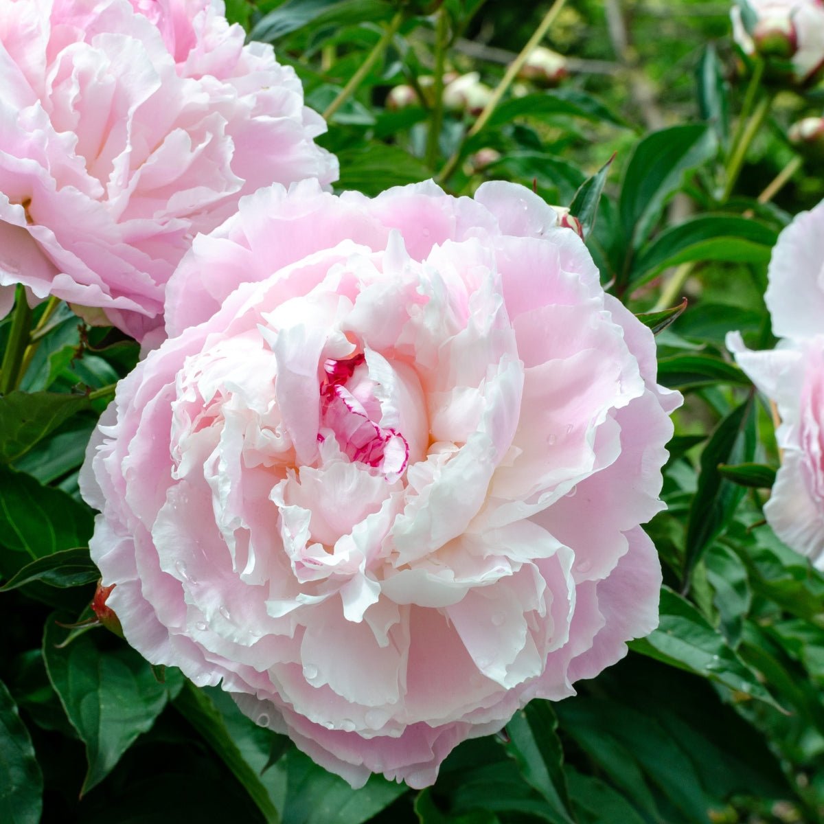 Shirley Temple Peony Bare Root | Paeonia lactiflora – Soft Pink to White Double Blooms - Oldboy&