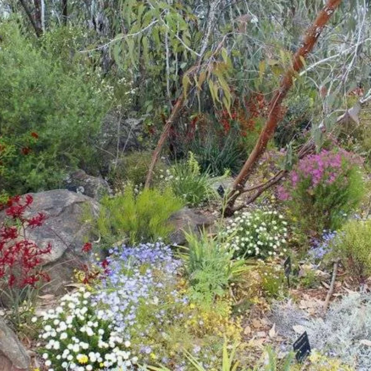 Smoke-Activated Aussie Native Seed Bombs – Bushfire Revival Blend - Oldboy&