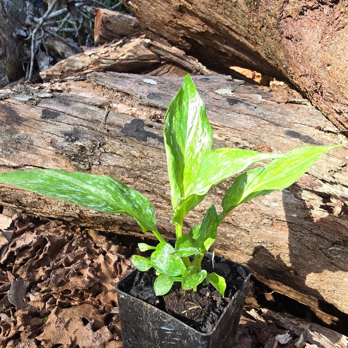 Spathiphyllum - Peace Lily - Domino - Variegated - Oldboy&