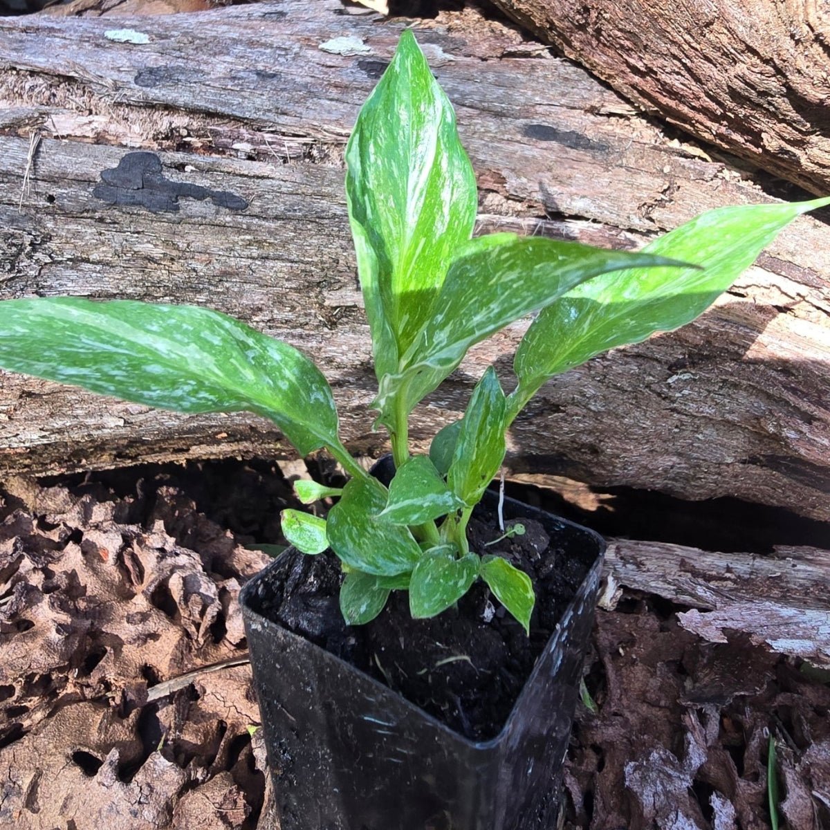 Spathiphyllum - Peace Lily - Domino - Variegated - Oldboy&